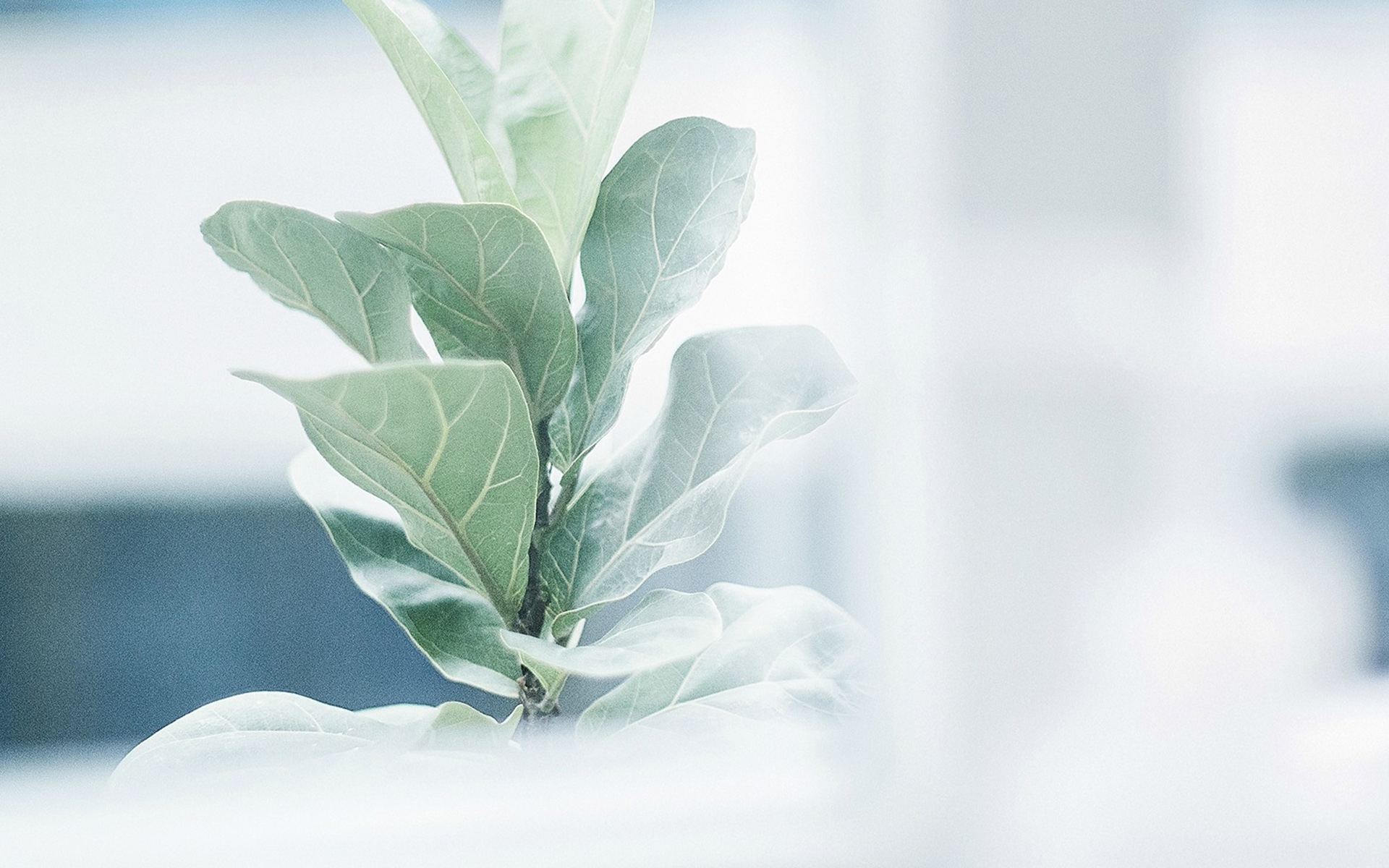 蓝树叶七月写诗第八辑