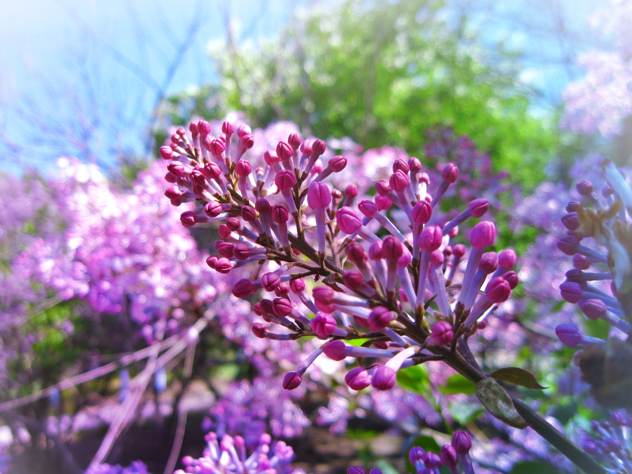 九瓣丁香花的寓意(九瓣丁香花的寓意和花语)