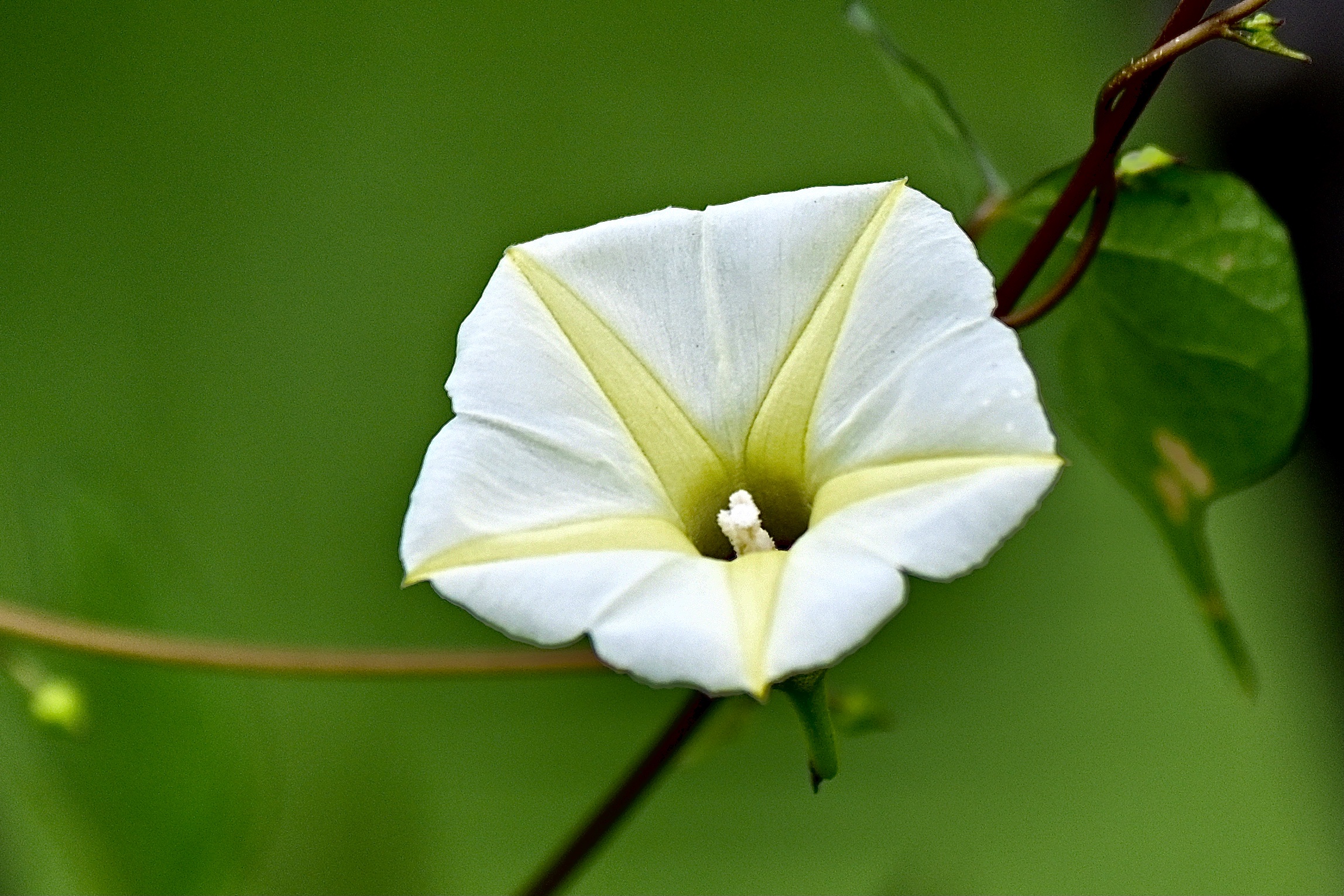 野牵牛别名姬牵牛 小心叶薯,小红薯 紫心牵牛,暗牵牛 细花牵牛花 野