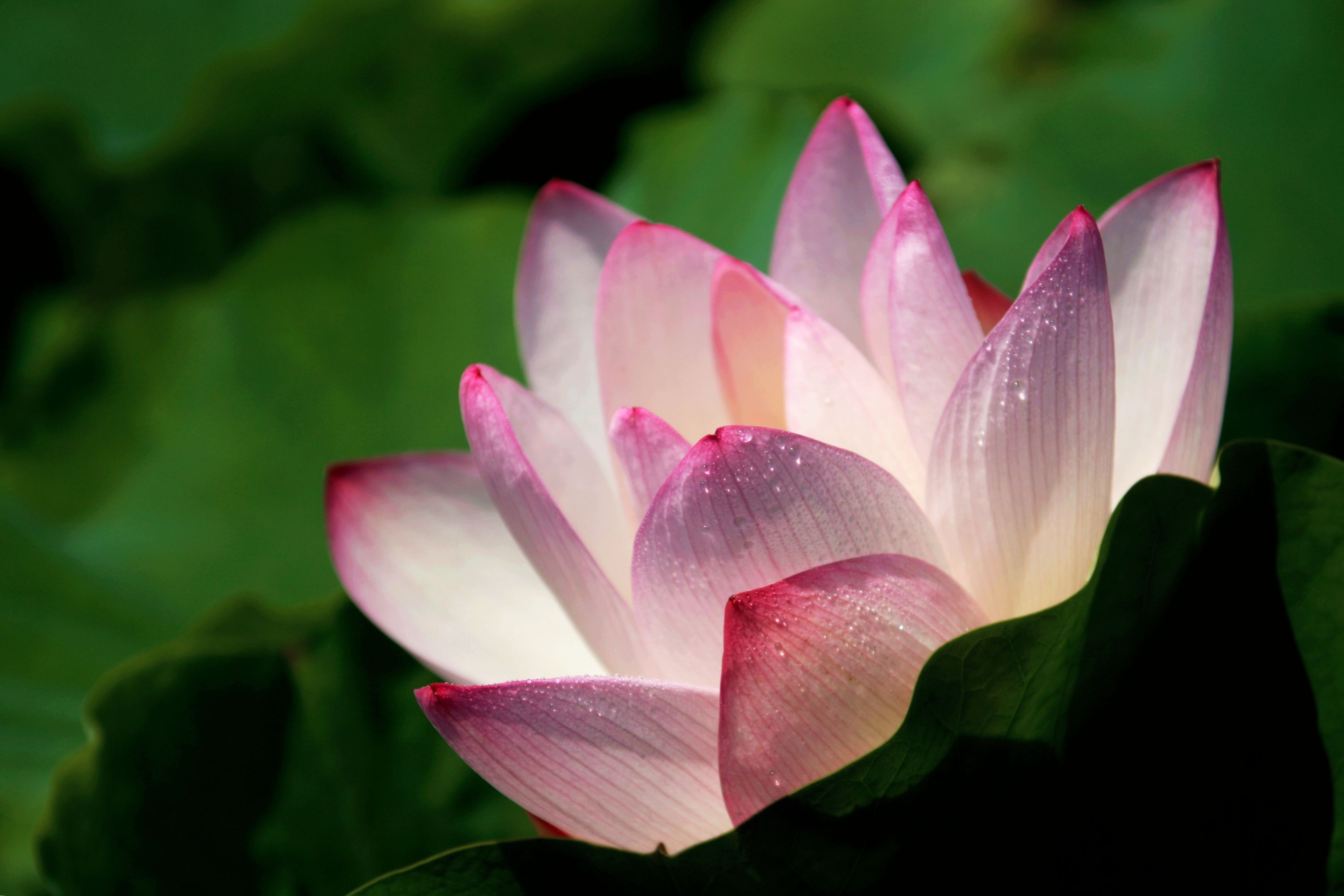 【首发】心似莲花开(24)