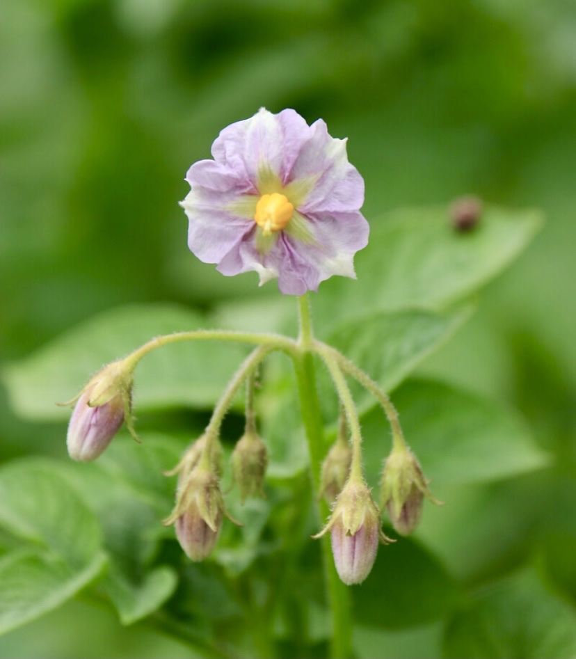 【首发】阳芋花