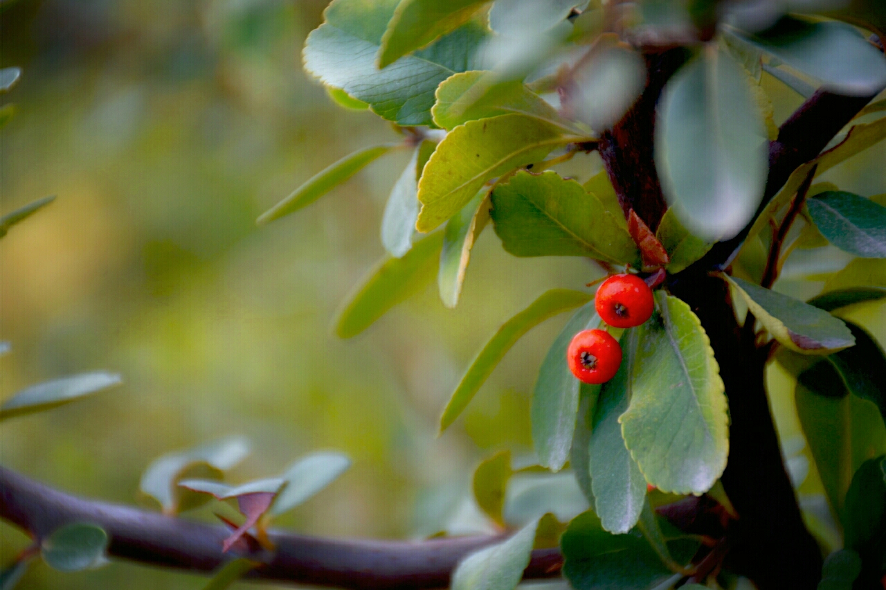 山果紅紅山果