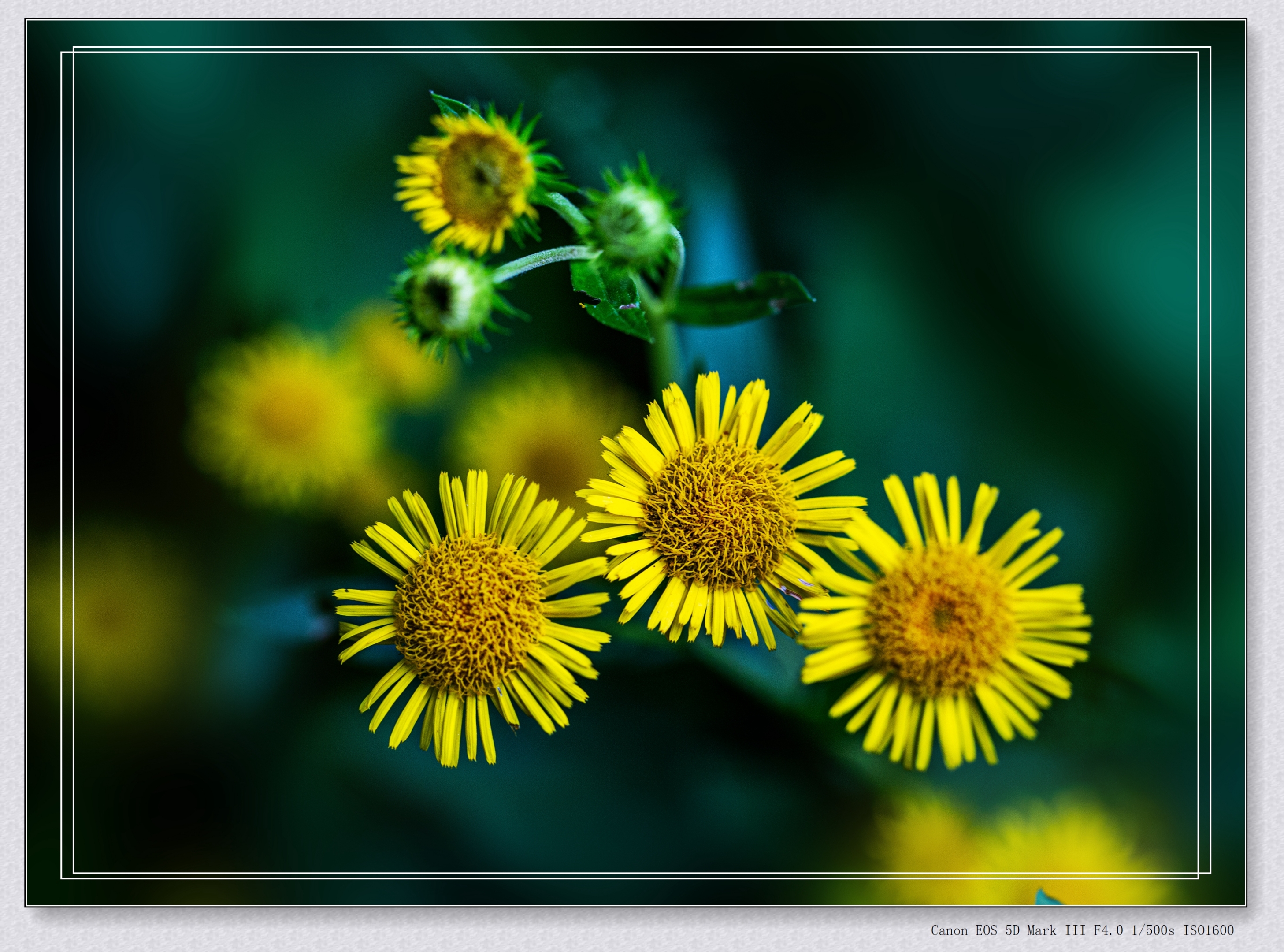 (首发)六月菊〈2〉