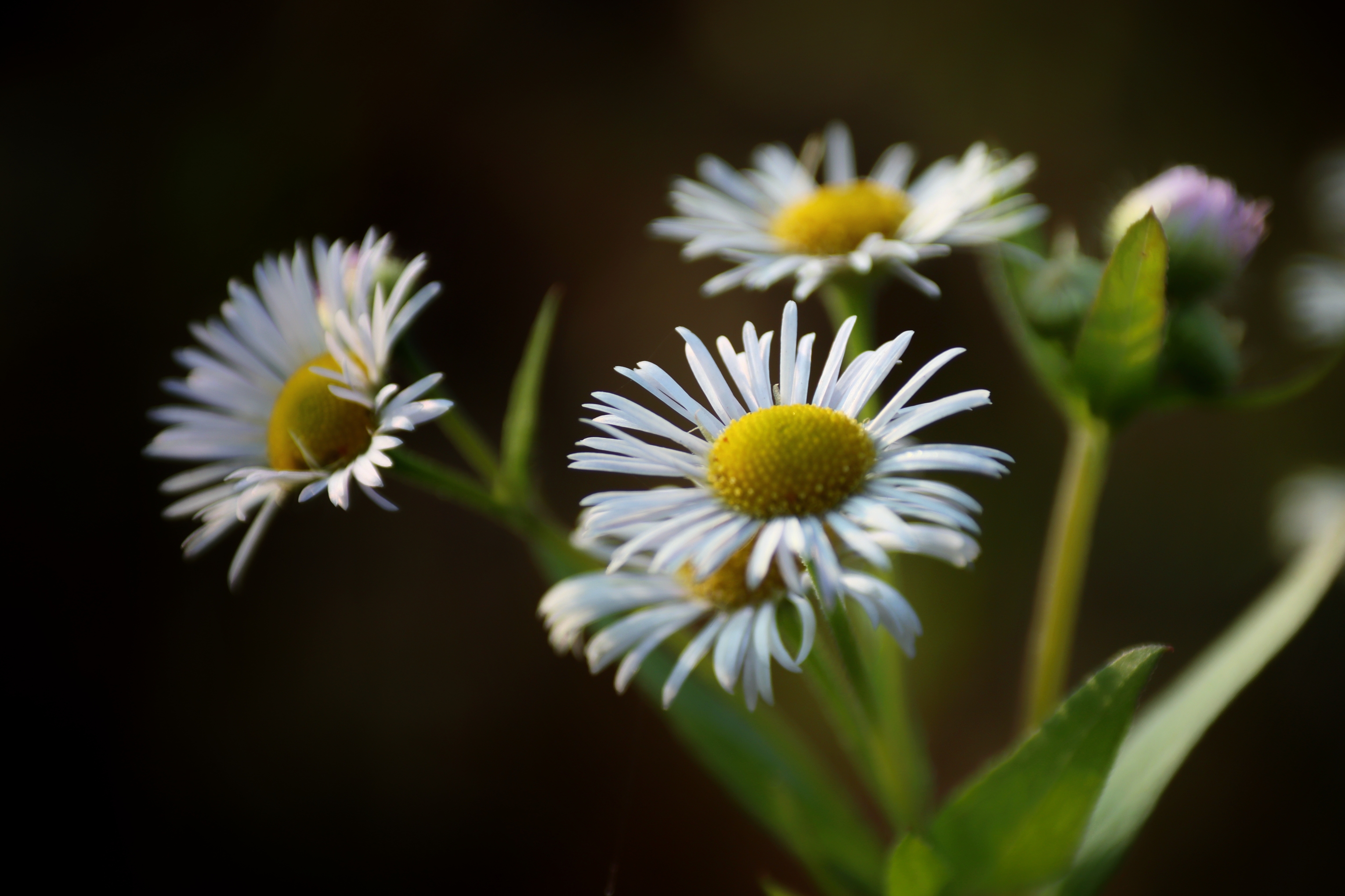 不久前,去附近的农村采风,拍了一组小花:一年蓬.