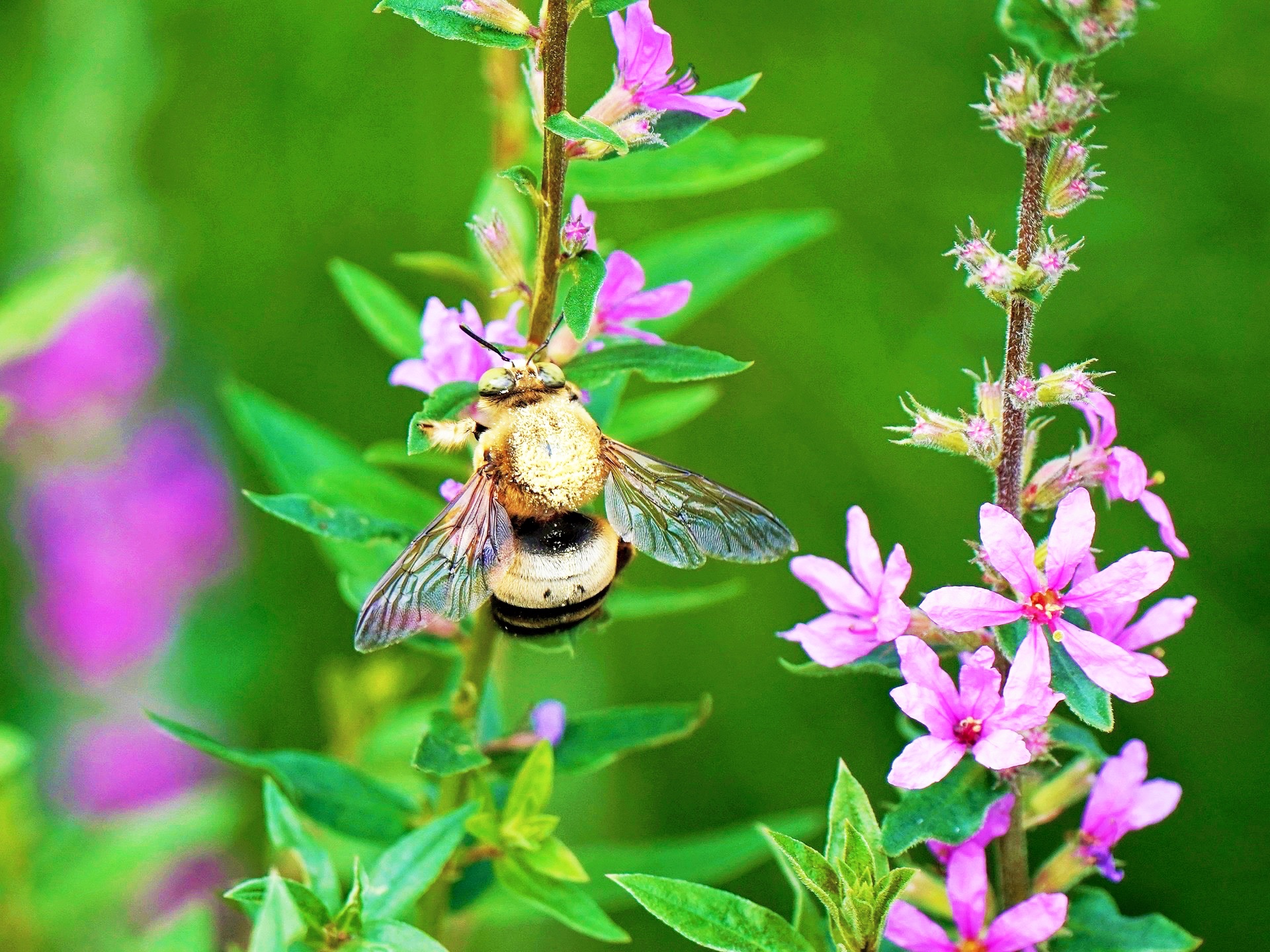 【首发】蜂花恋