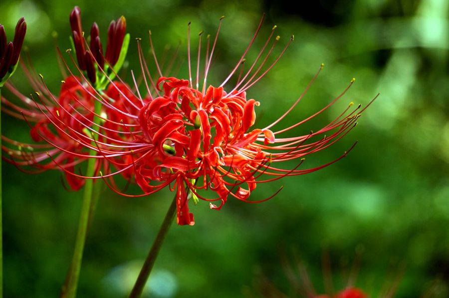 彼岸花开,你在将谁等待?