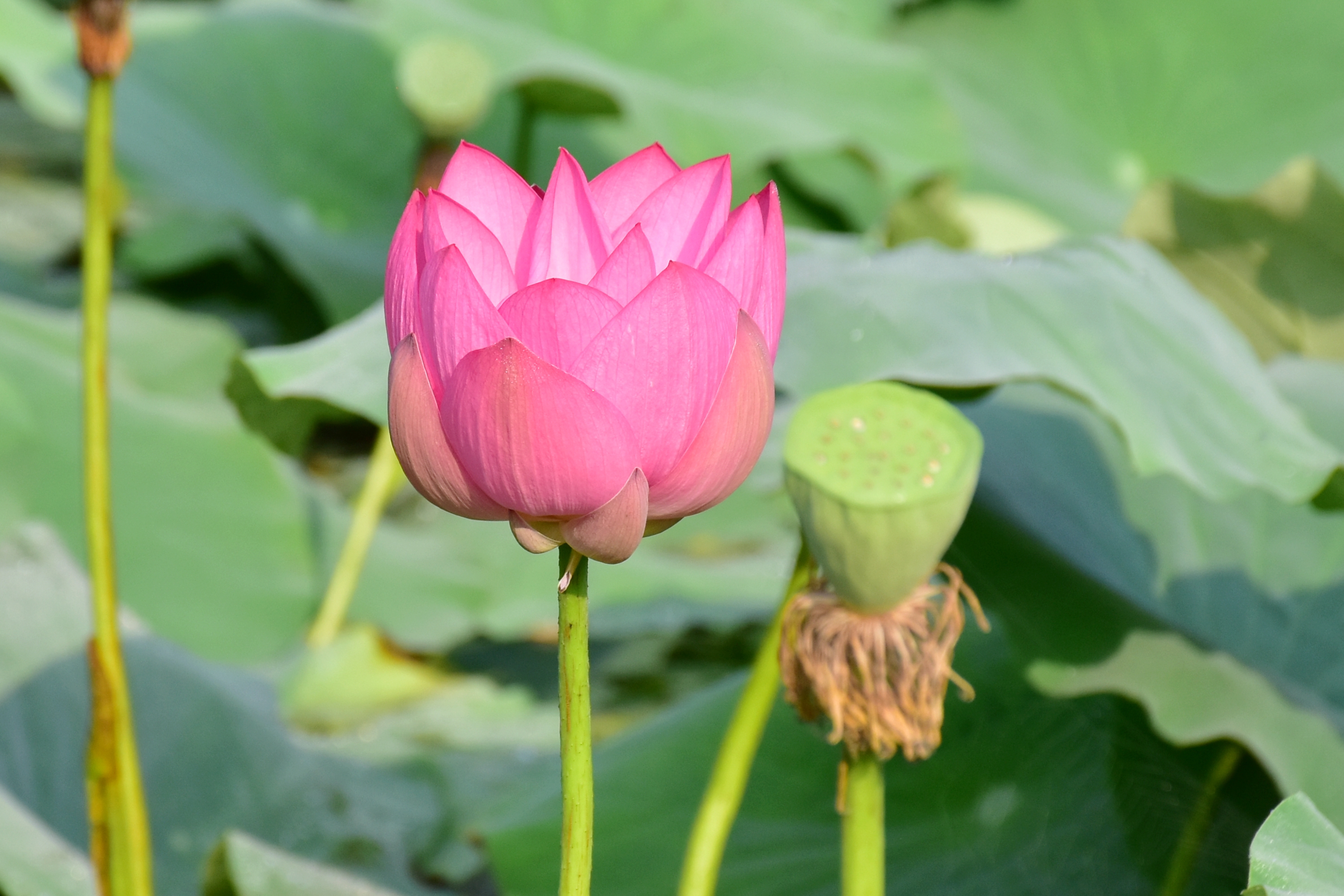 今天立秋,季节来到了秋日,清晨显得有点凉意,我来到了公园荷花池