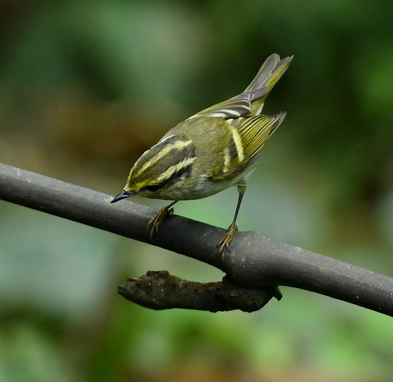 黄腰柳莺【首发】