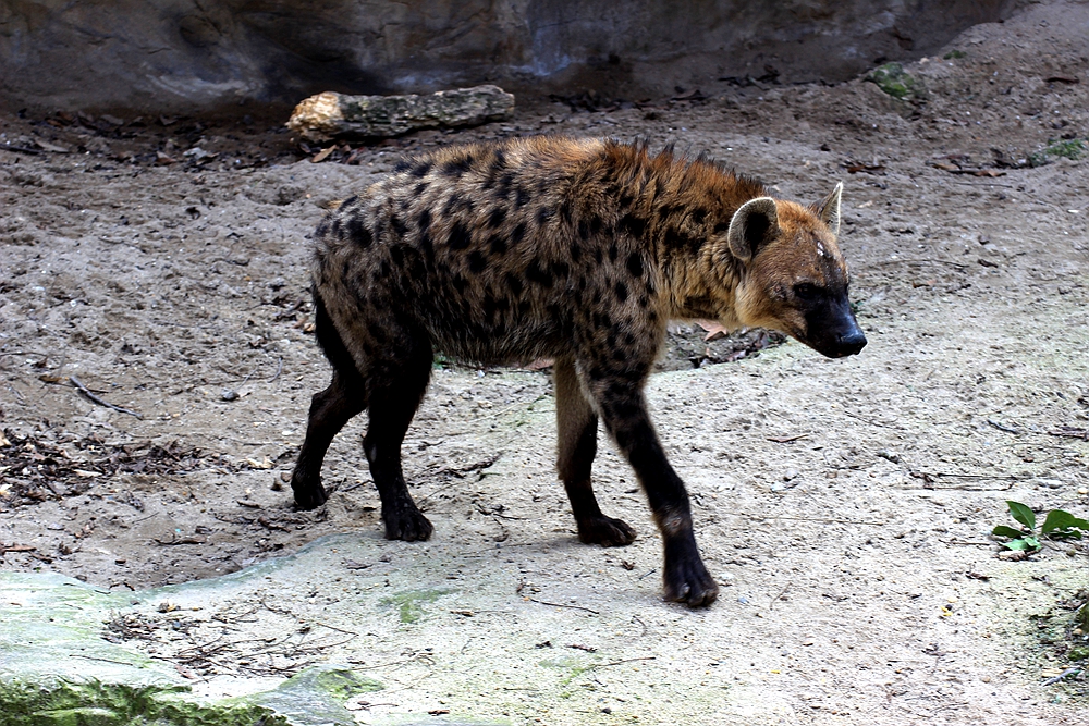 上海動物園動物抓拍集錦