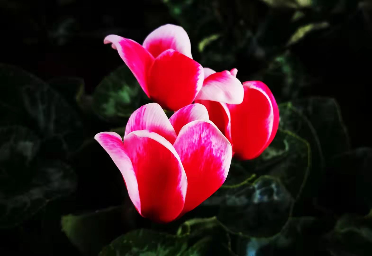 仙客来【首发】