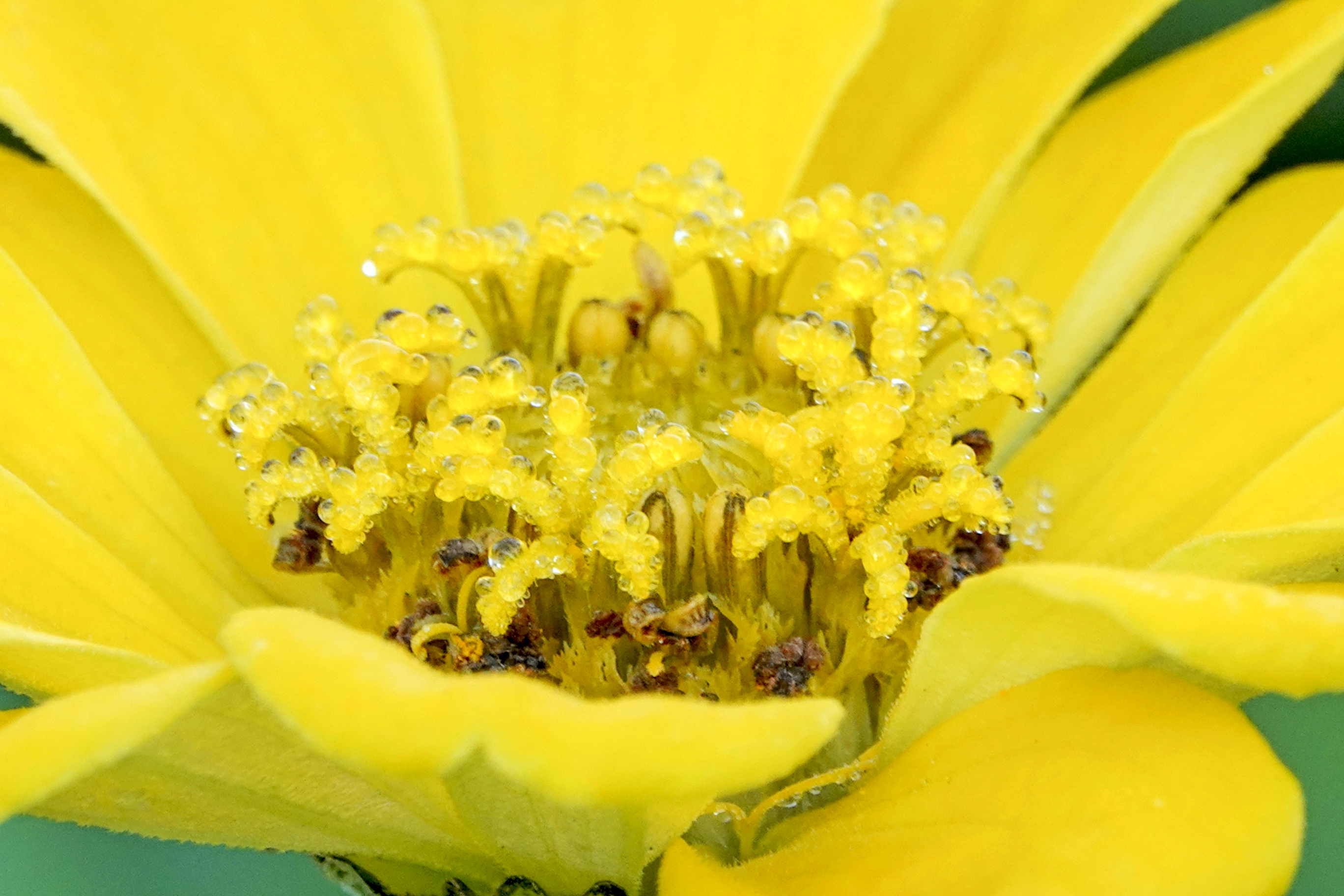 【首发】百日菊花蕊之美