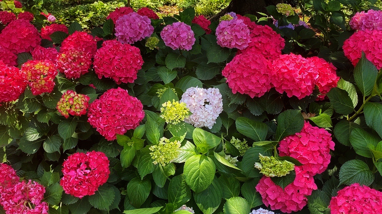 【首发】红绣球