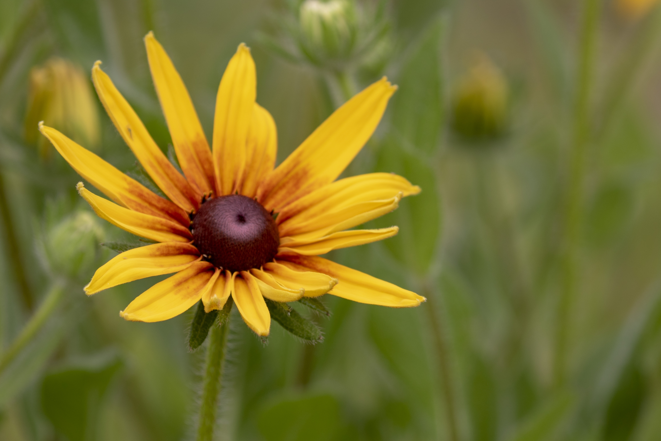 【首发】黑心菊(二)