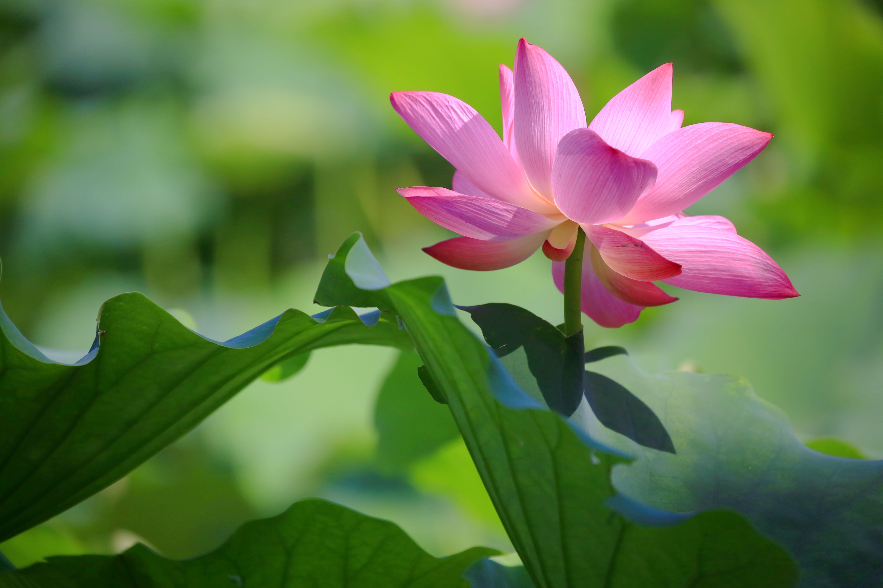 荷花电脑壁纸全屏图片