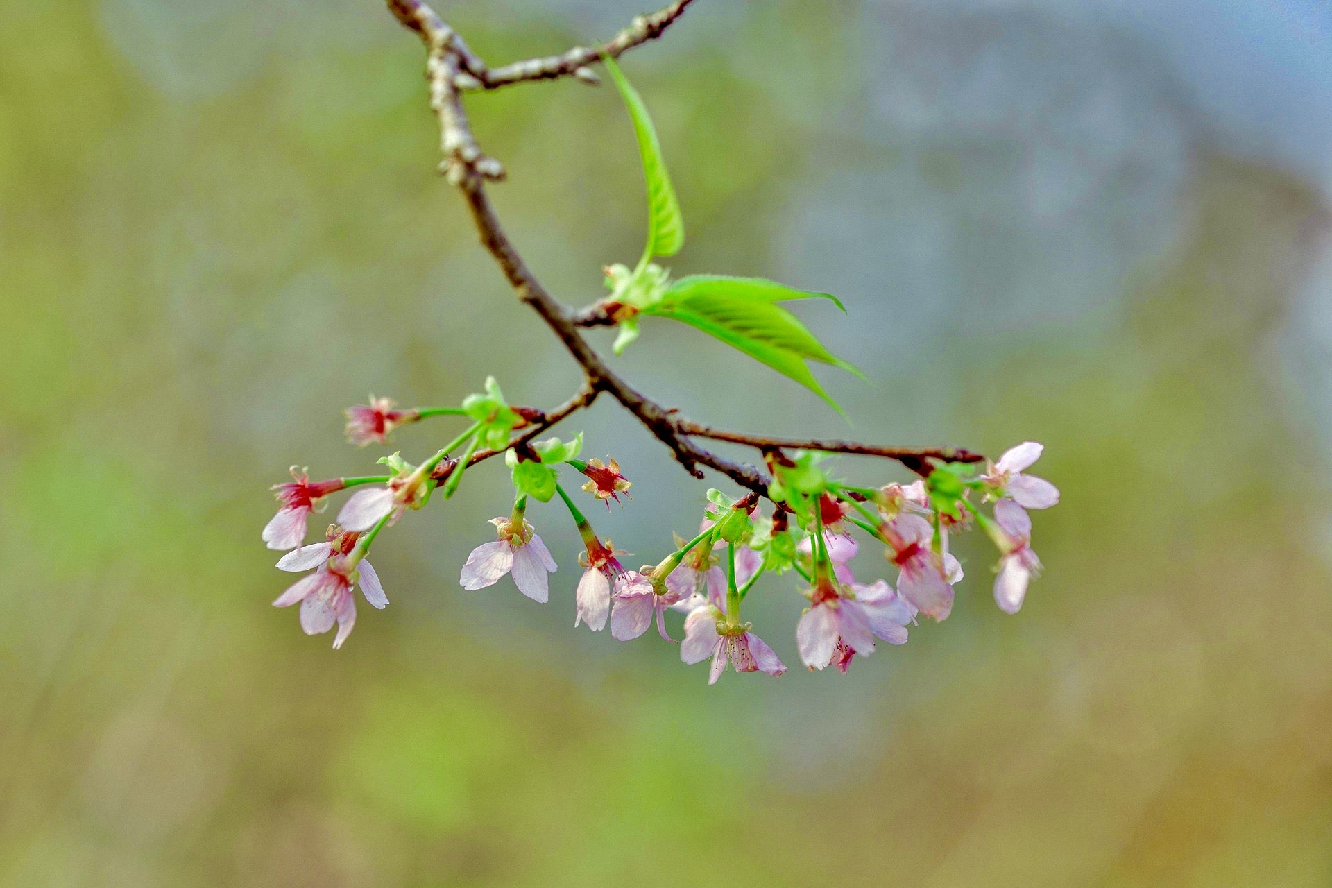 【首发】山樱花