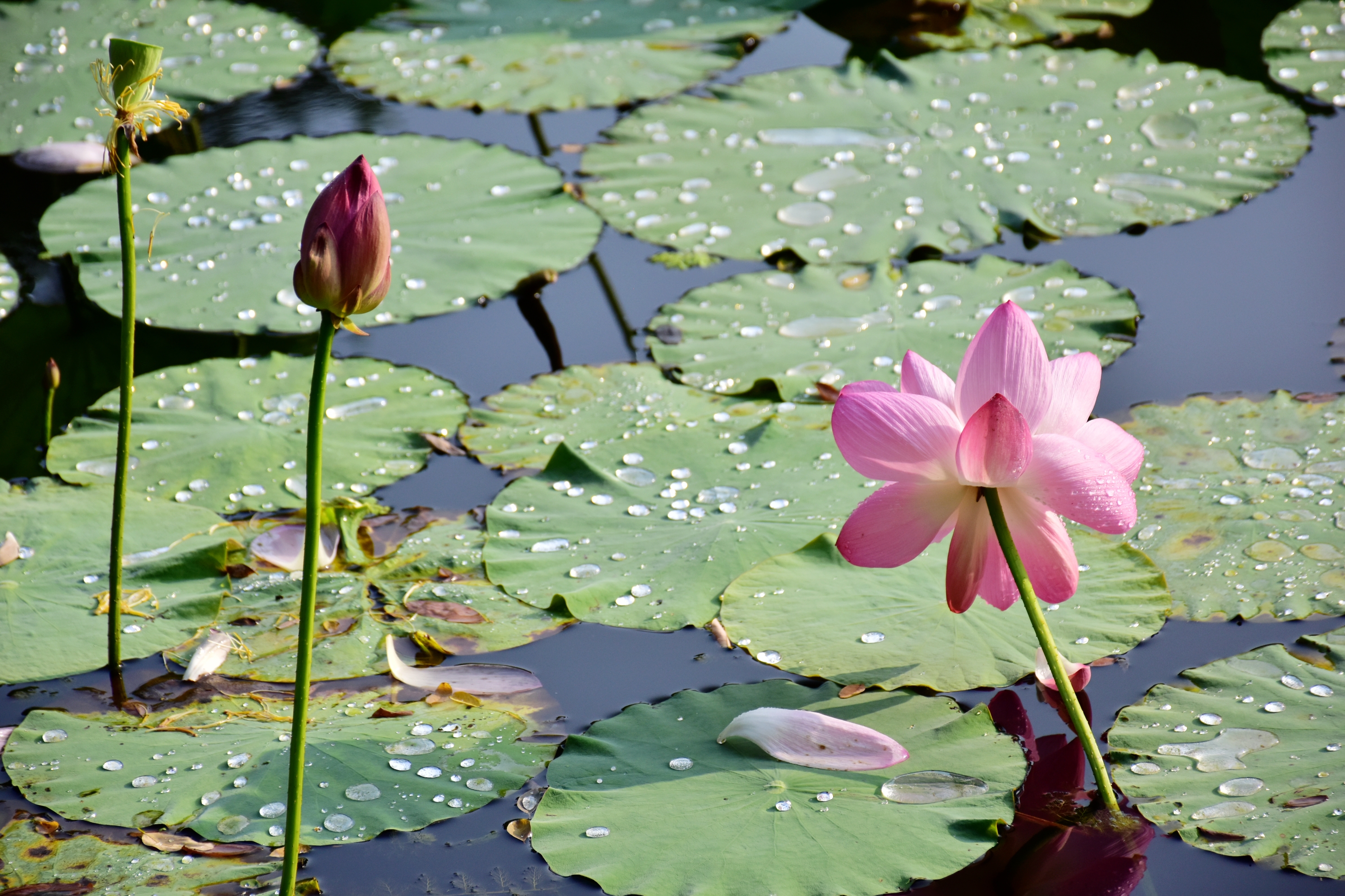 今天立秋,季节来到了秋日,清晨显得有点凉意,我来到了公园荷花池