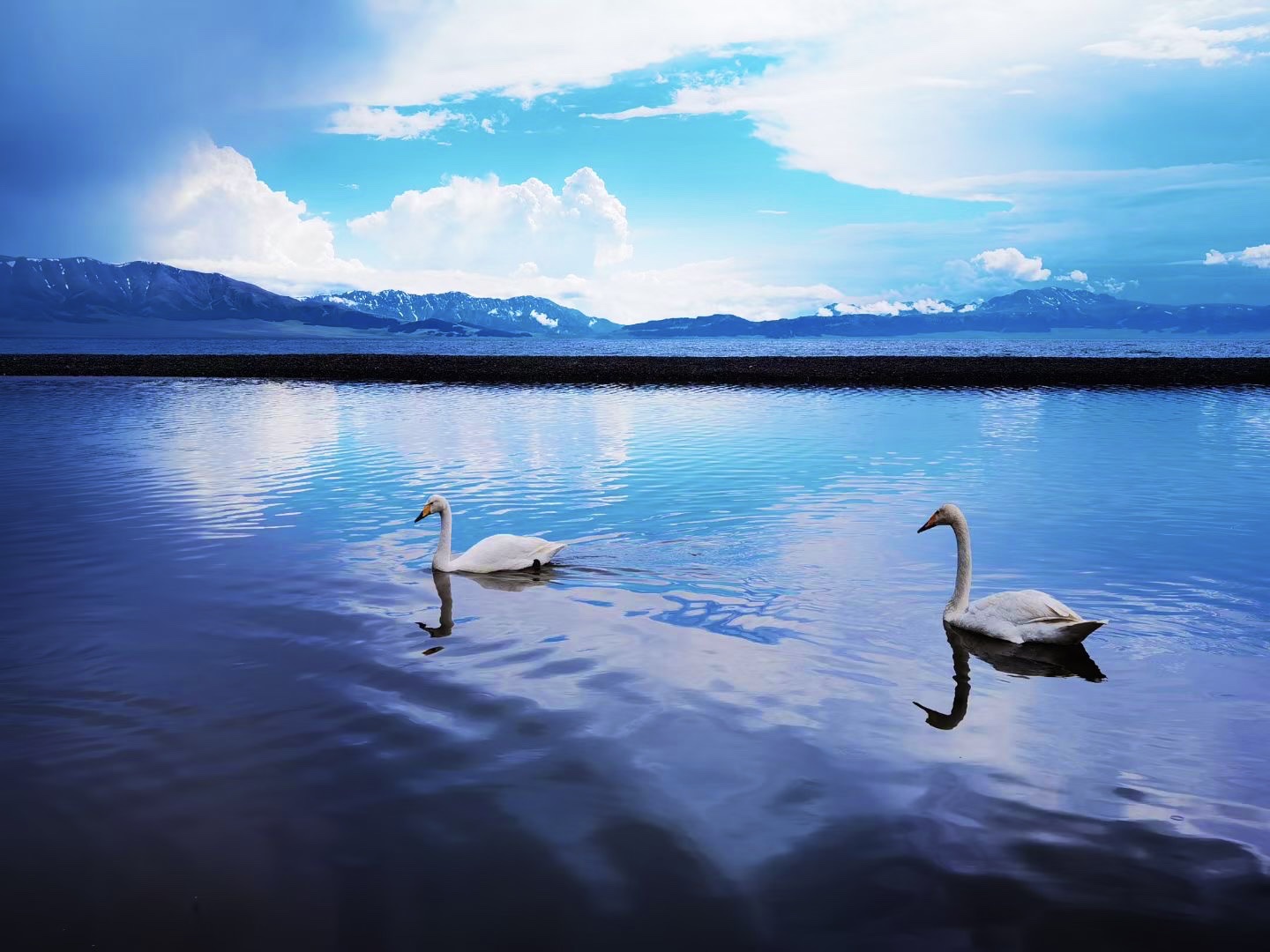 【首发】赛里木湖的白天鹅