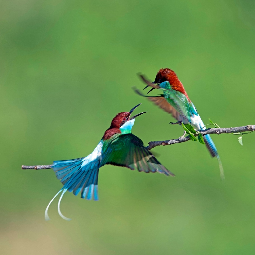 两只快乐的小鸟【首发】