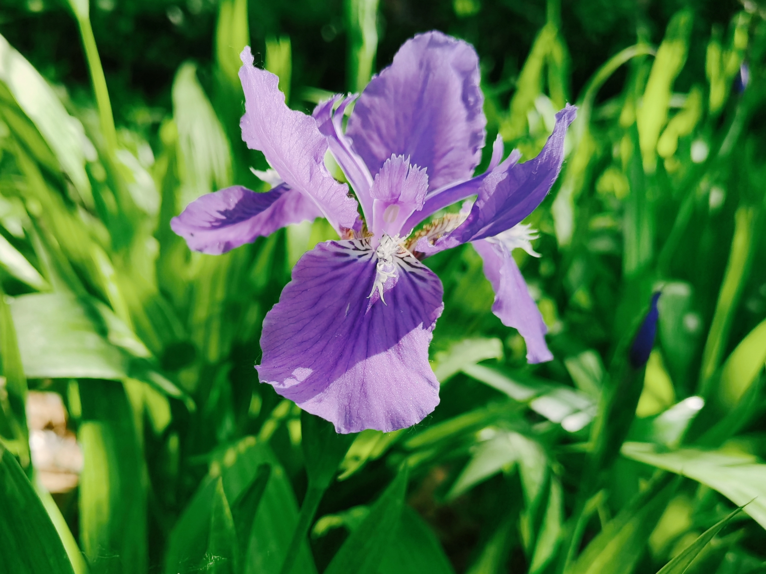 鸢尾花『首发』