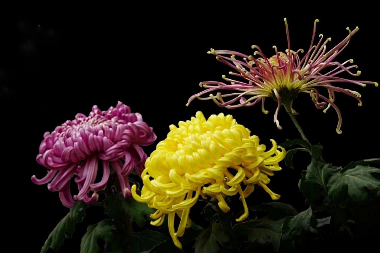 【首发】 寿客花开始觉秋