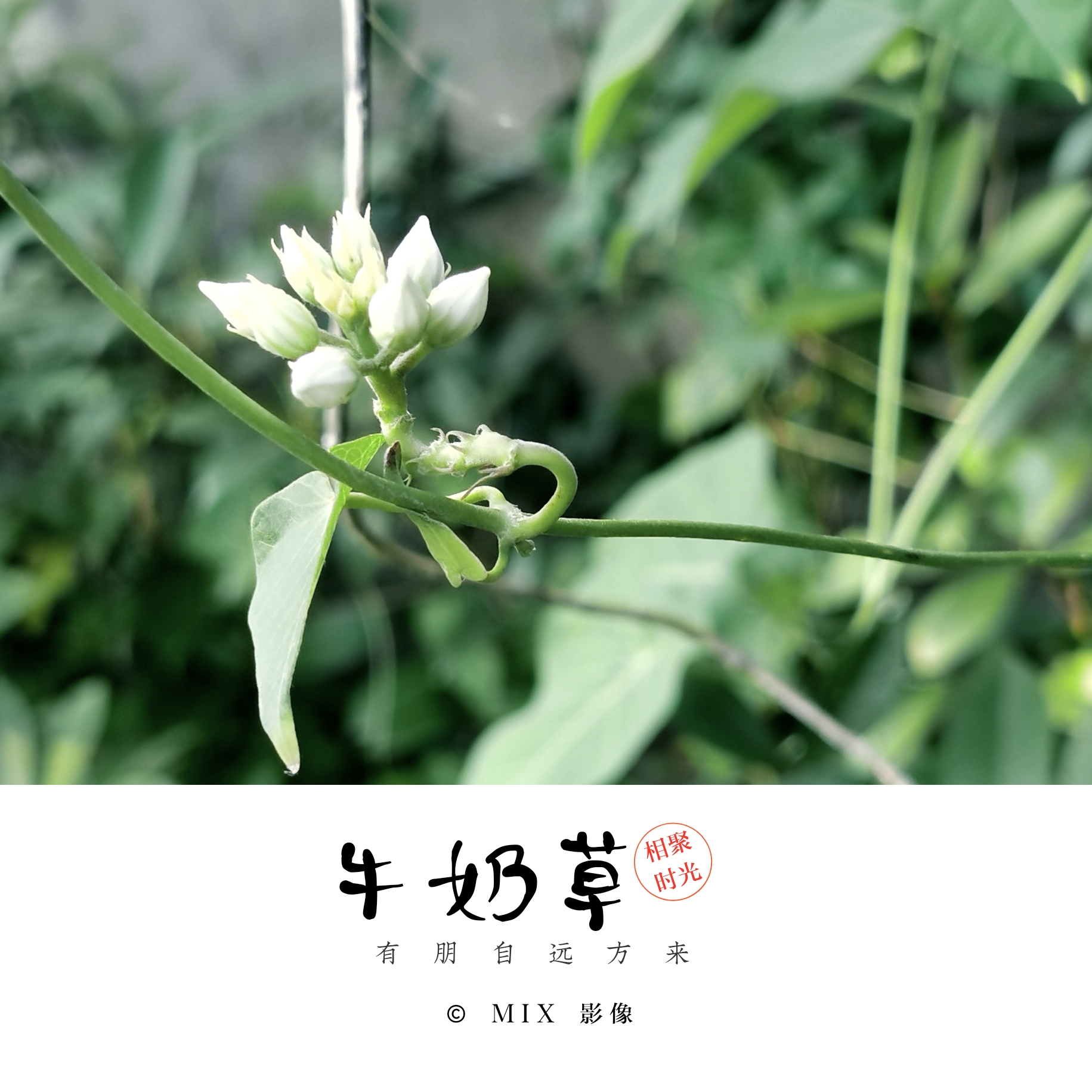 初相遇(牛奶草)《首發》