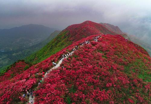 满山映山红灿烂 山中美花分外香 经风若雨花不凡 一片红色染山岗 阳光