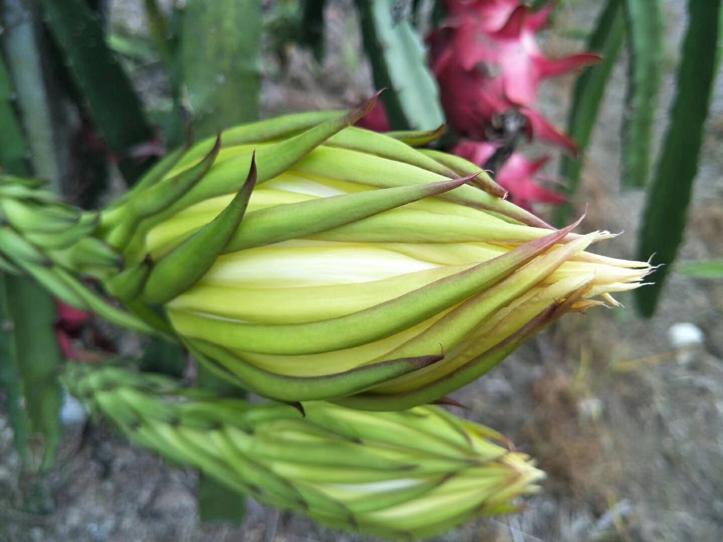 绿合味火龙果红透心的甜香产自国家首批绿色村庄东塍镇东溪单村志满