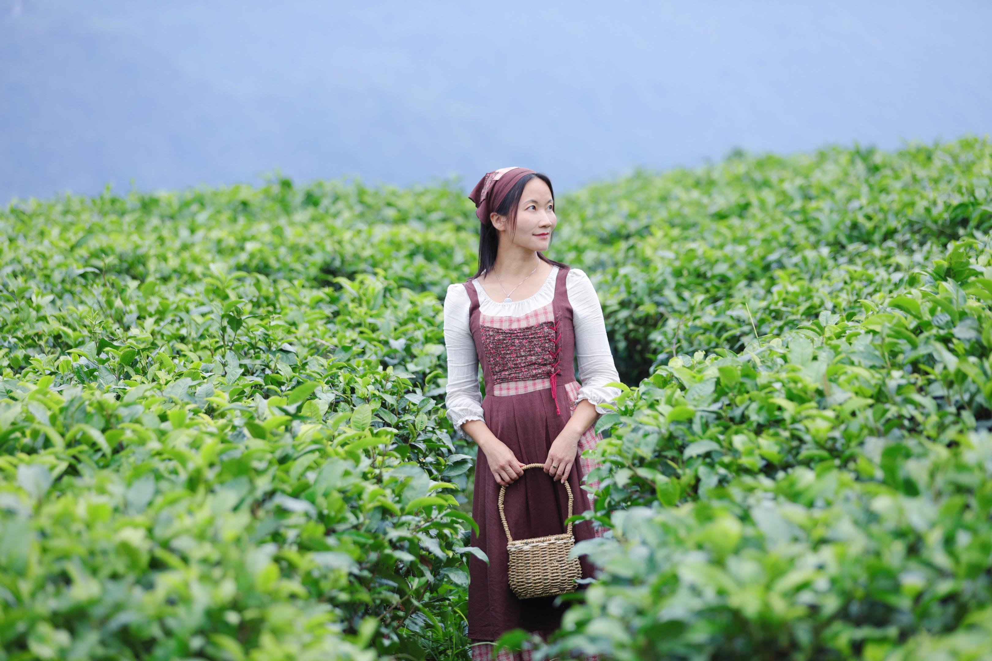 漂亮的采茶女孩图片图片