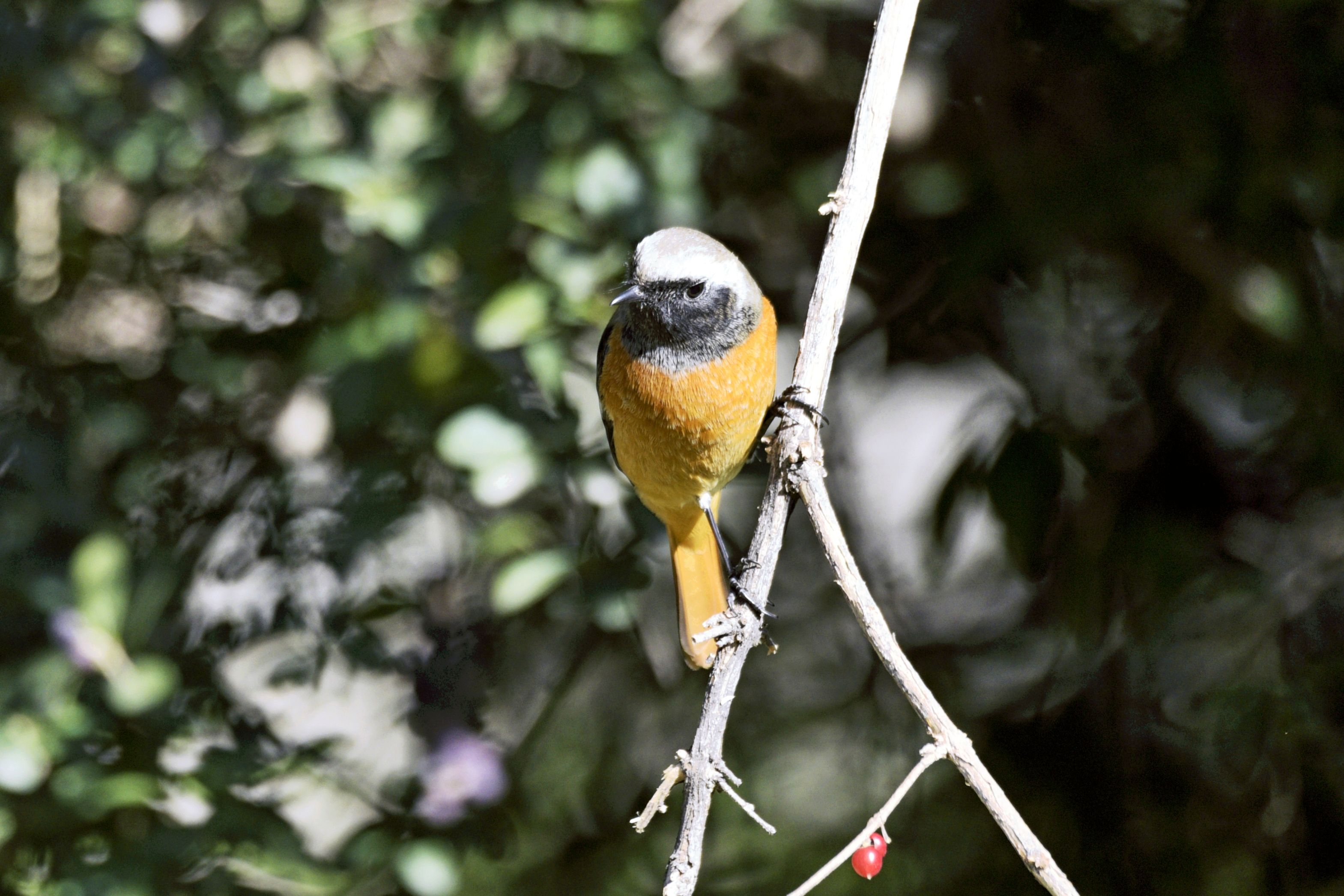 天坛拍的"北红尾鸲"