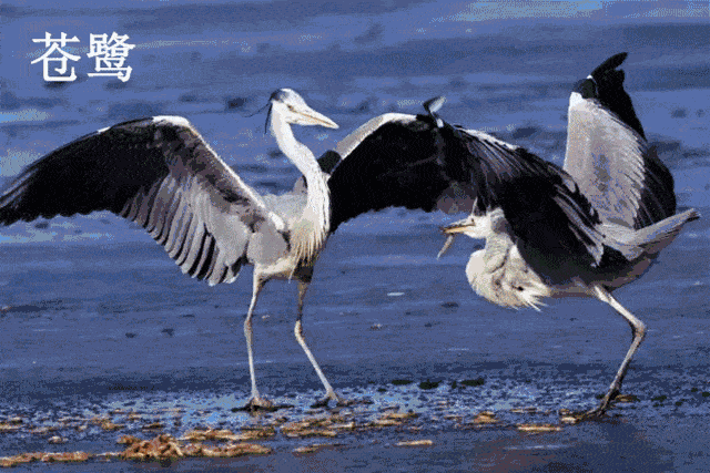 秋风凉爽百鸟争鸣