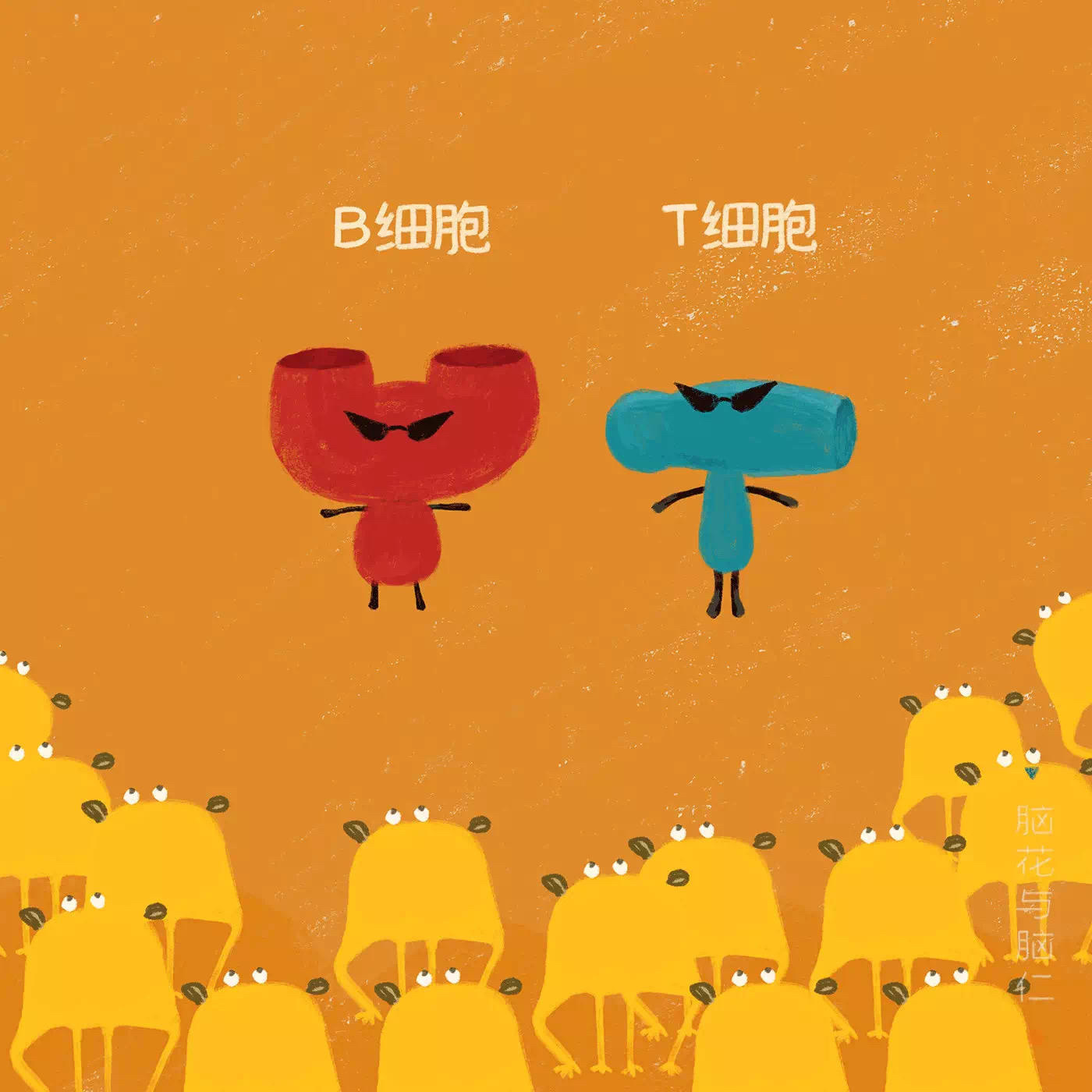 t细胞,b细胞