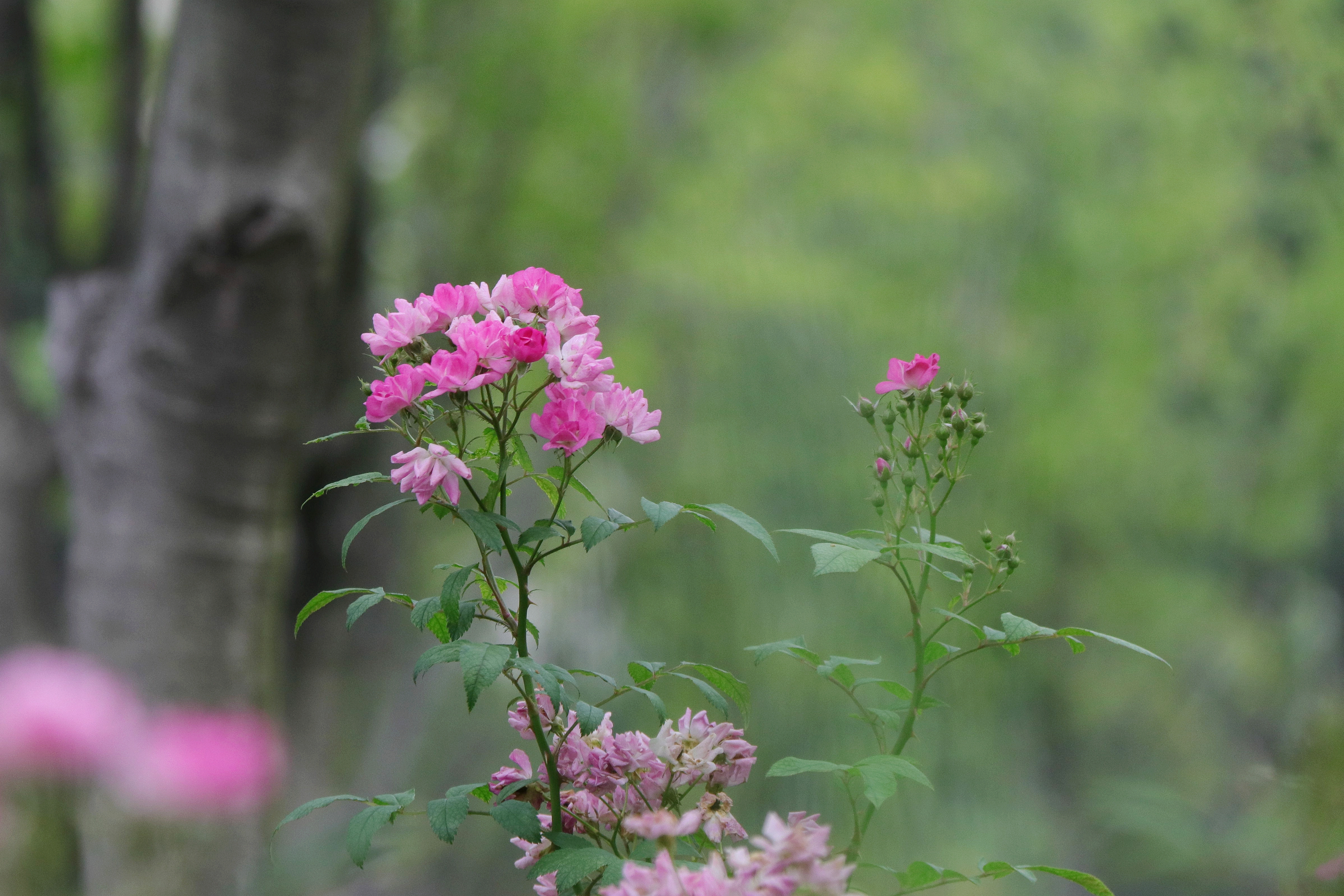 山花子·画朵青莲舒倦闷,自生香.