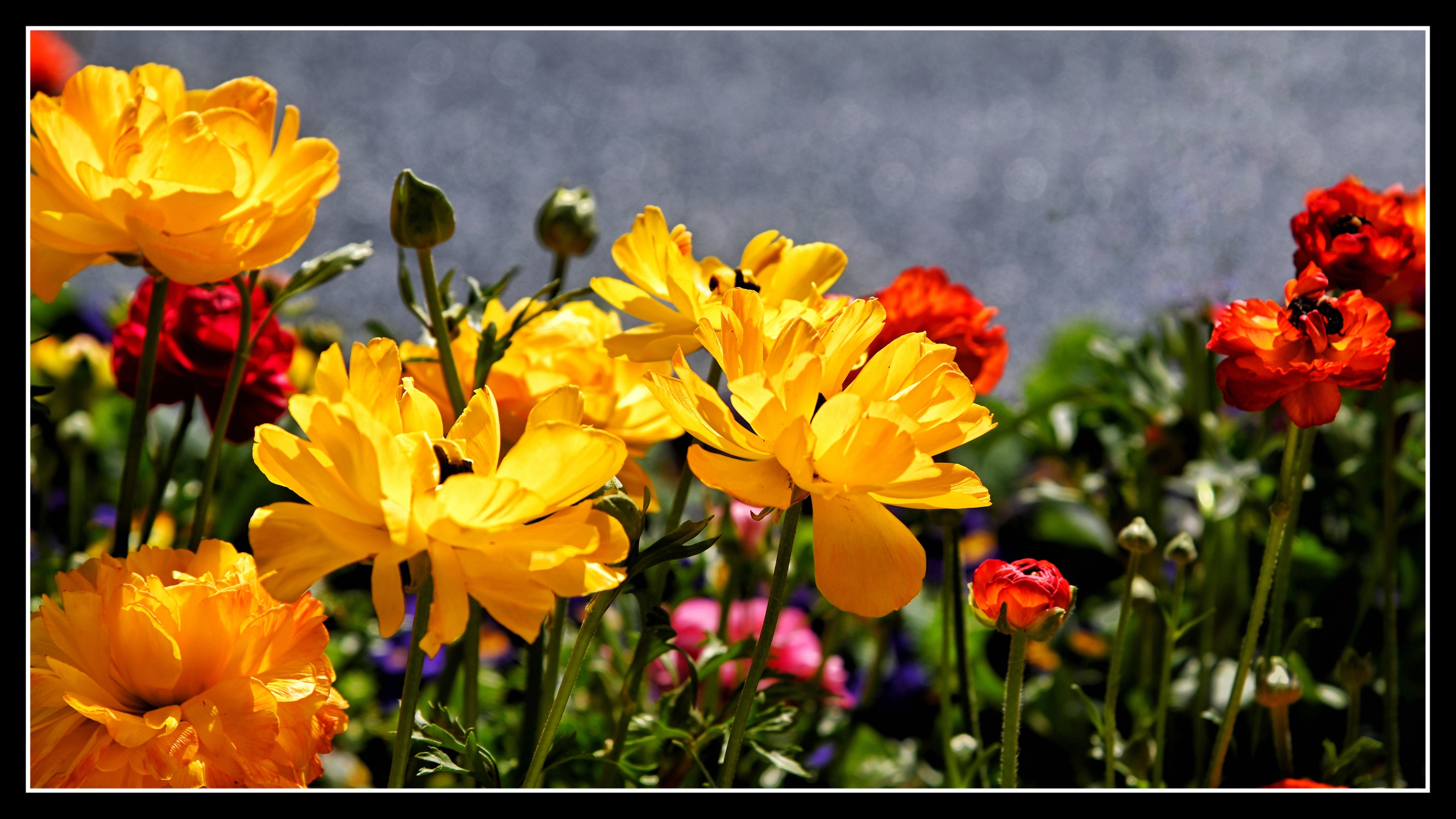 雍容华贵层层叠叠·花毛茛《首发》
