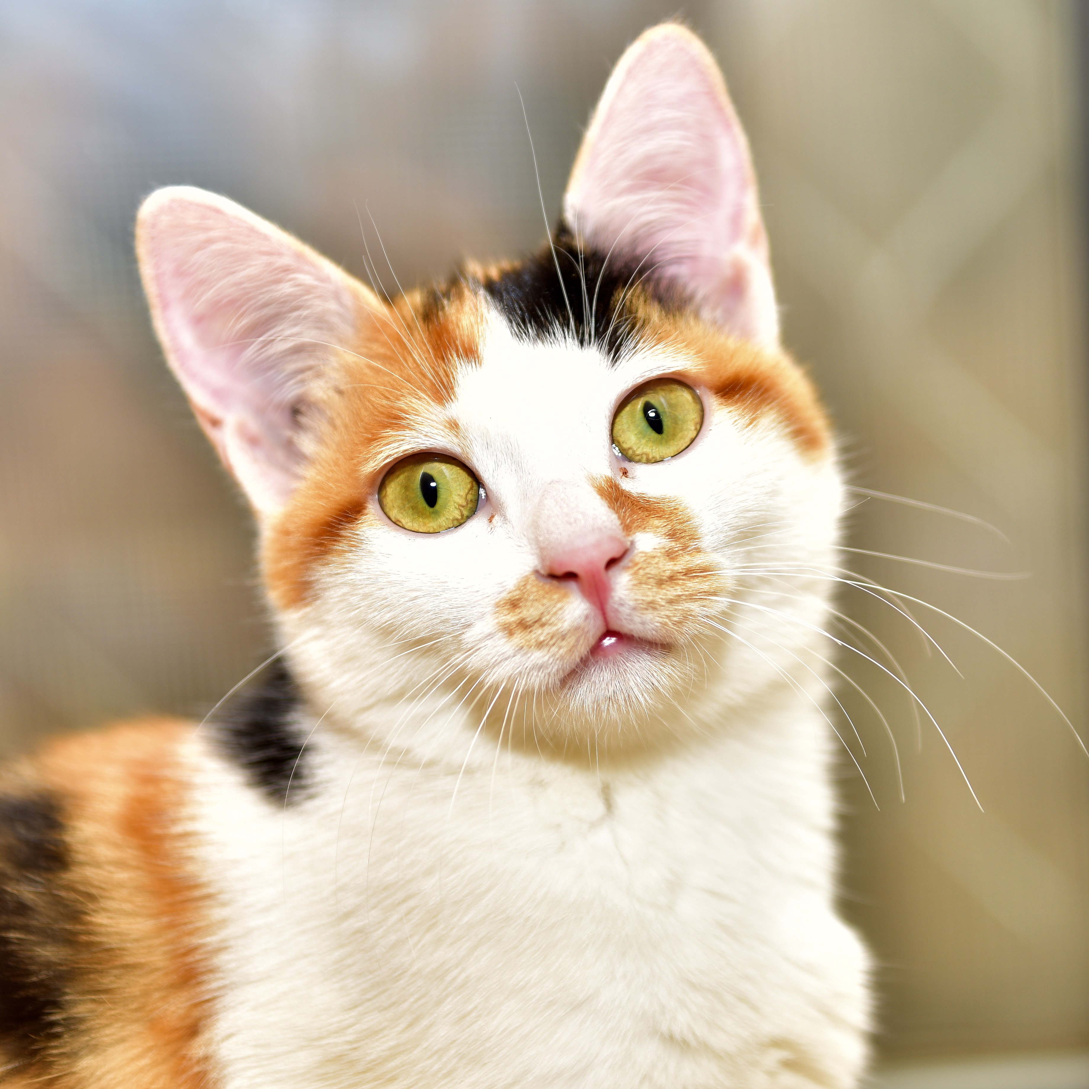 我是三色猫三花