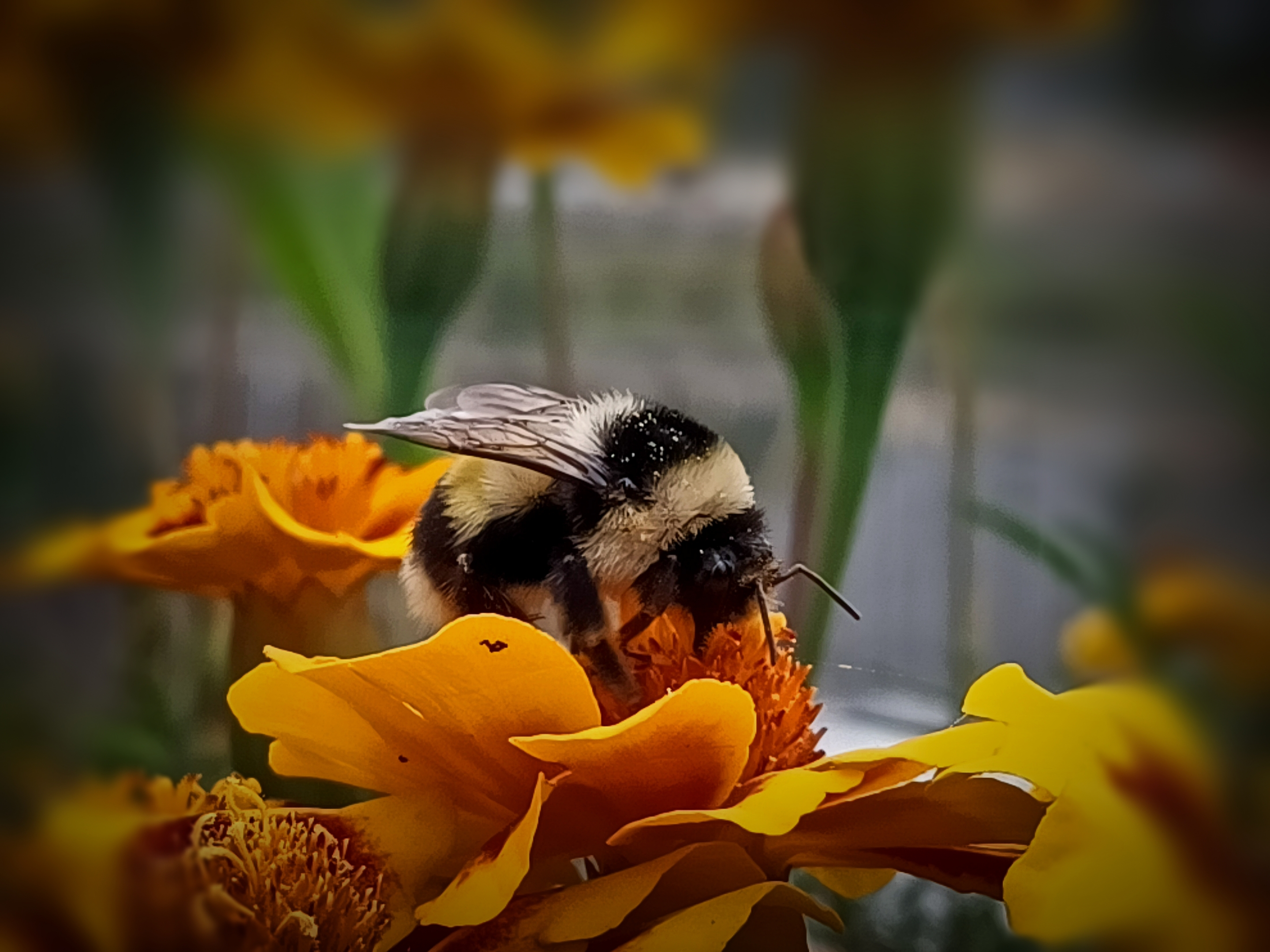 熊猫蜂(原创首发)