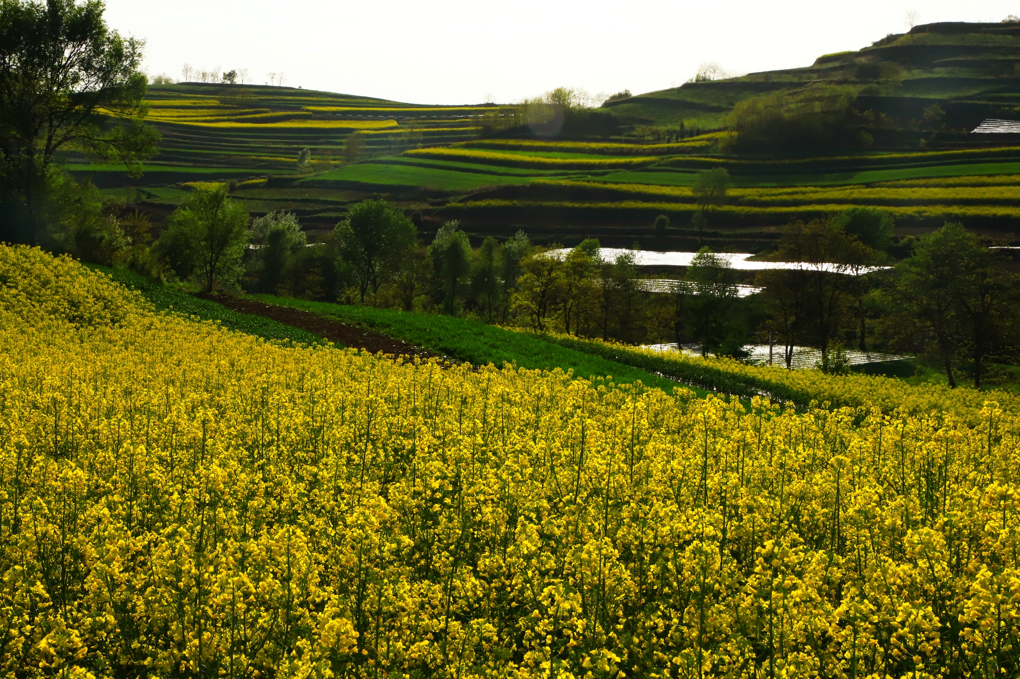 甘肃陇南礼县宽川油菜花.