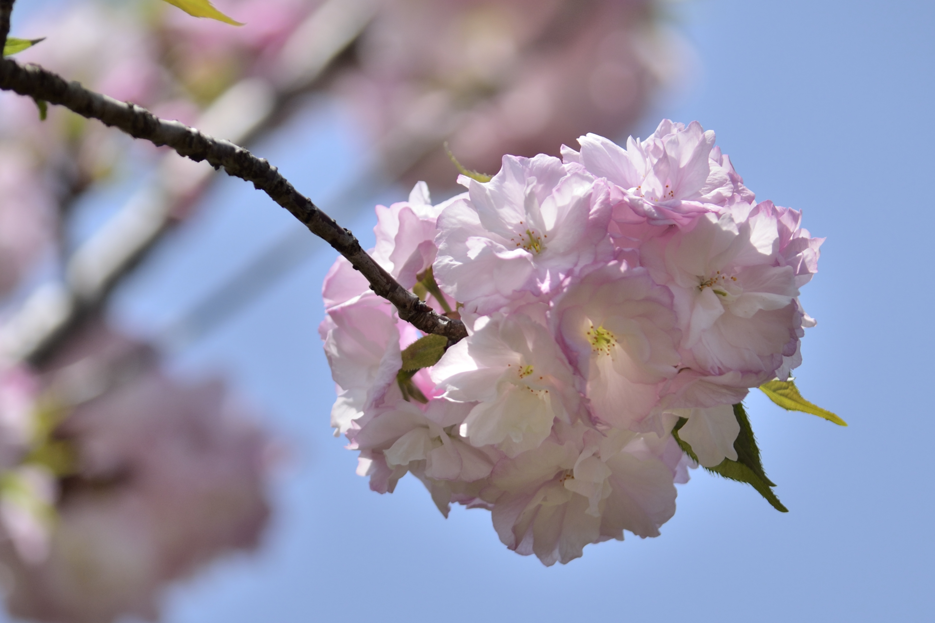 樱花系列一福禄寿樱花(首发)