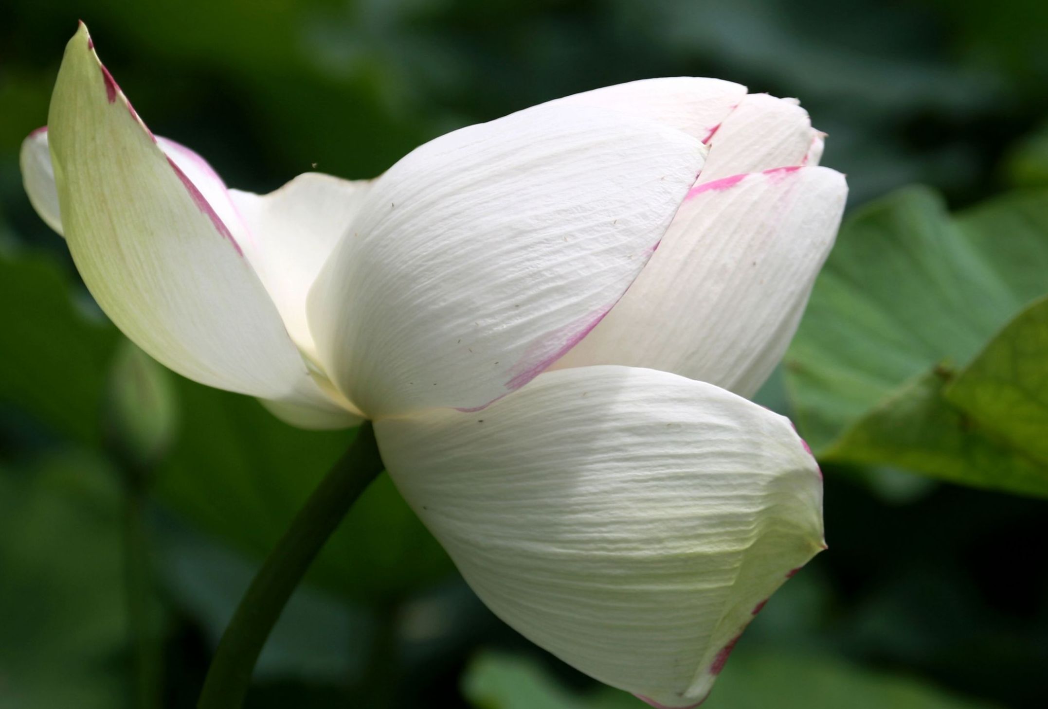 【首发】微距荷花韵