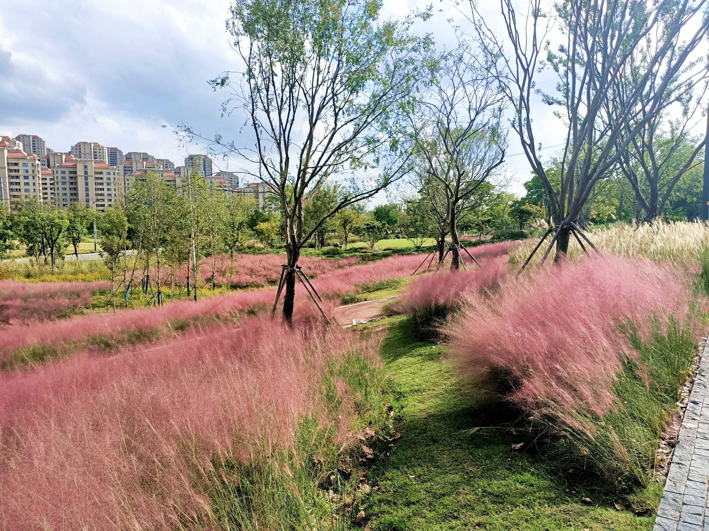 首发[守望南京]21卷长江水岸之江心洲