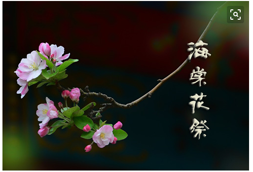 海棠花祭节选作者邓颖超诵读无语蓝色月光