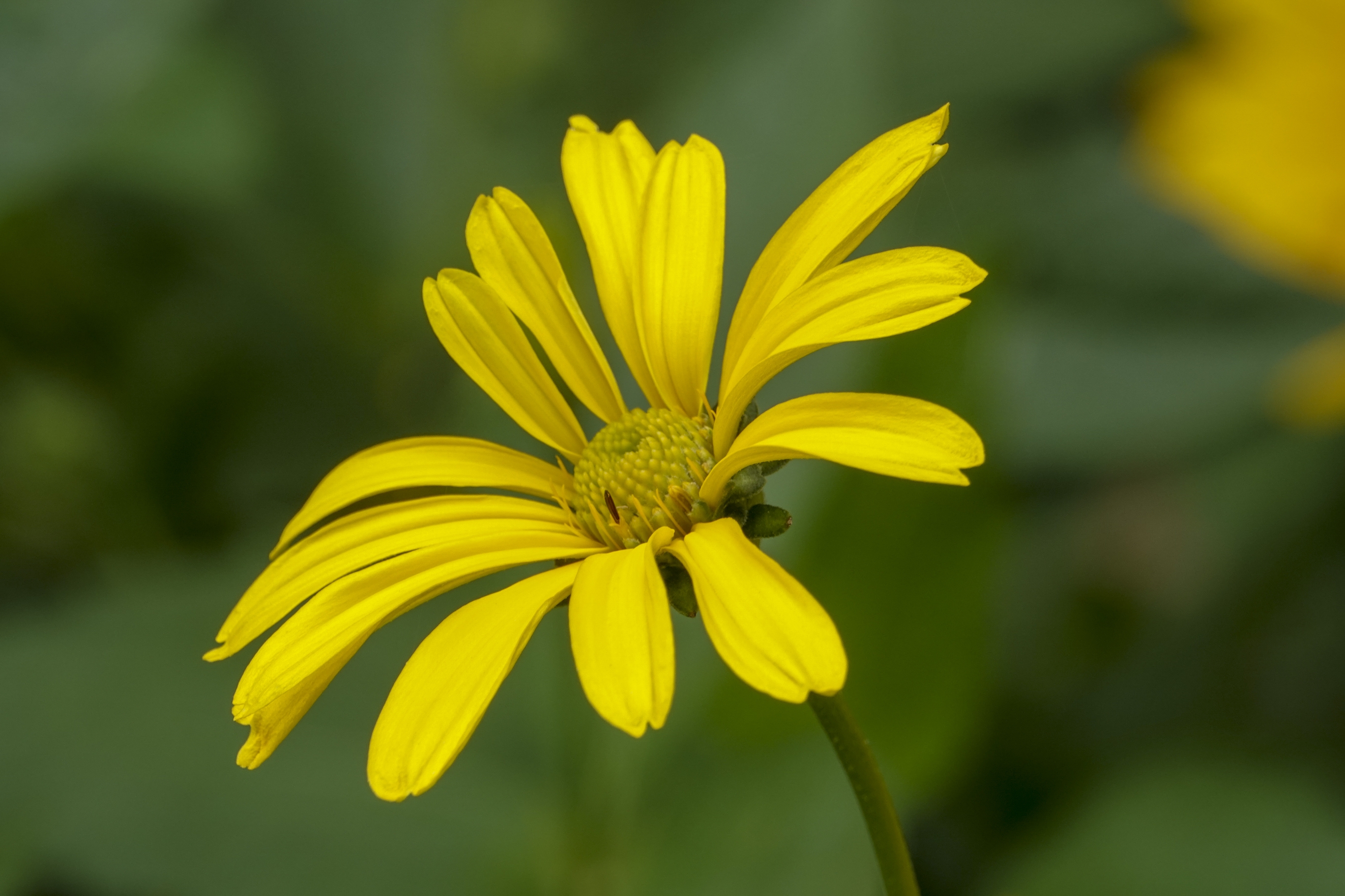 【首发】菊芋花