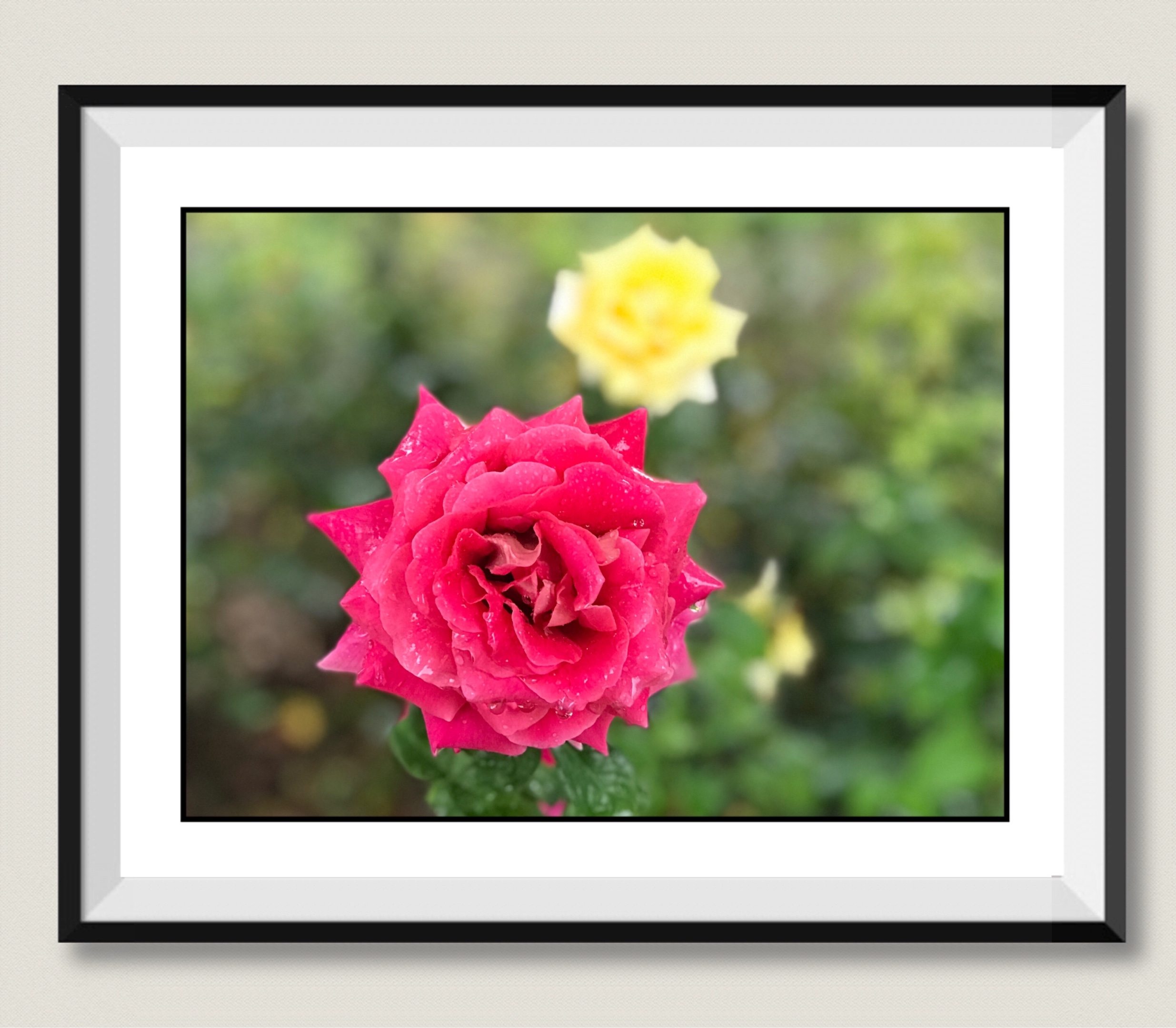 【首发】浅秋月季花(2)