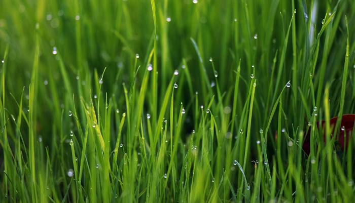 小草文经典清秋