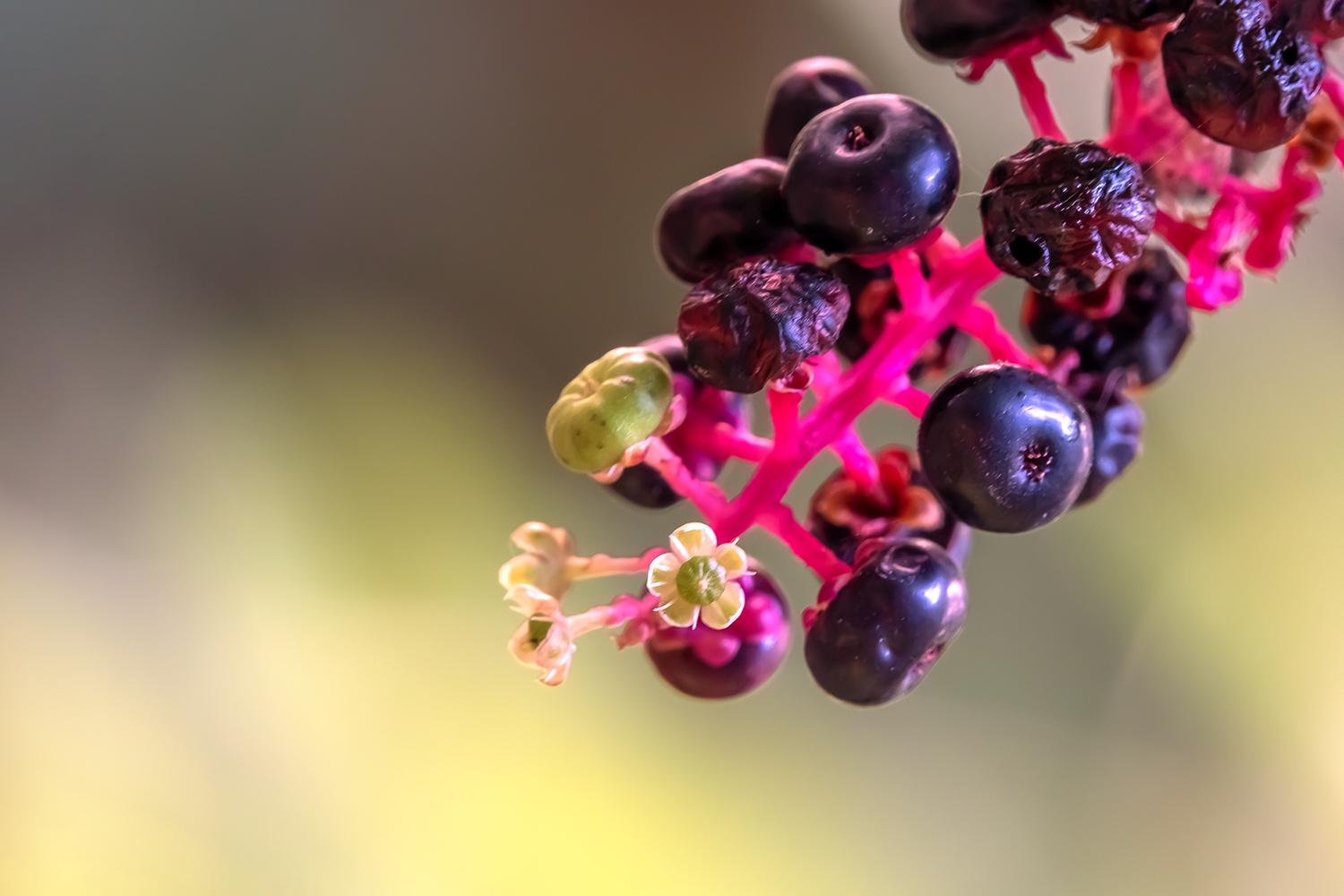 漂亮的小果子【首发】