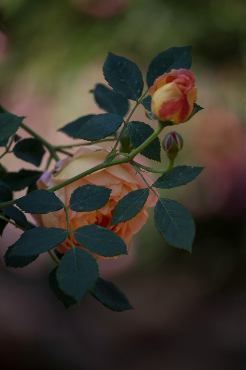 【首发】月月花