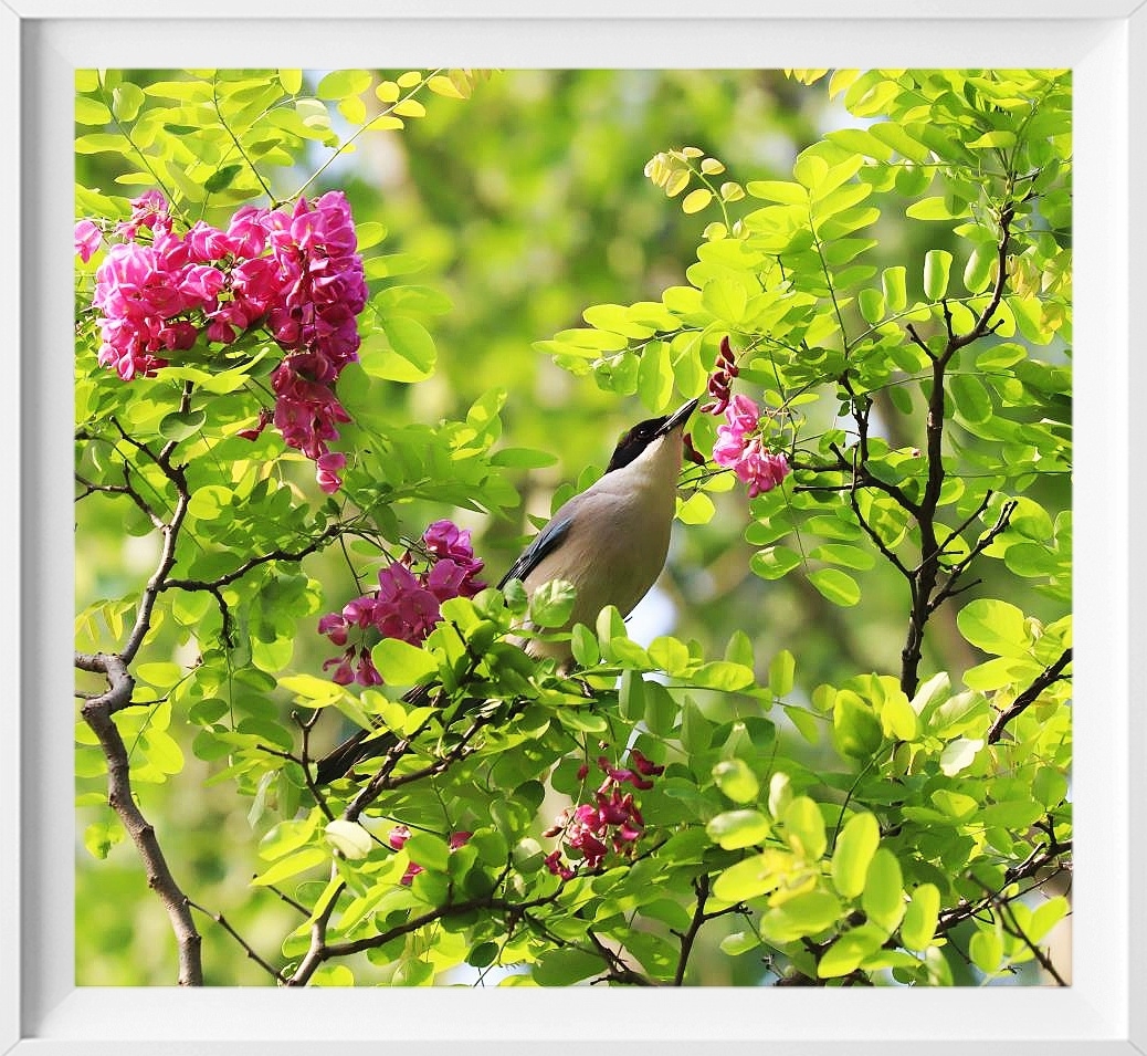 紫槐花开鸟飞舞
