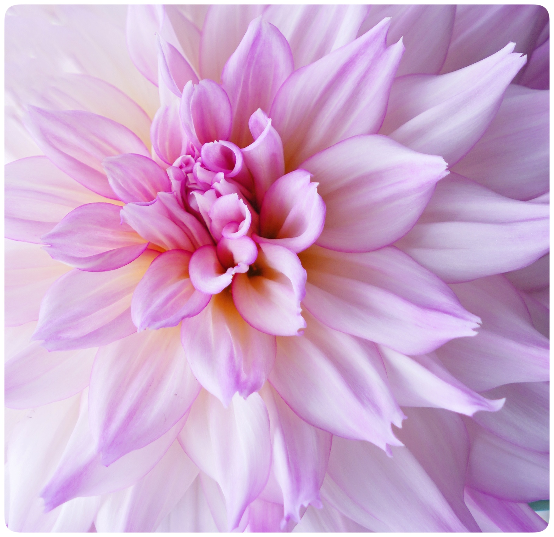 大丽菊的微距世界