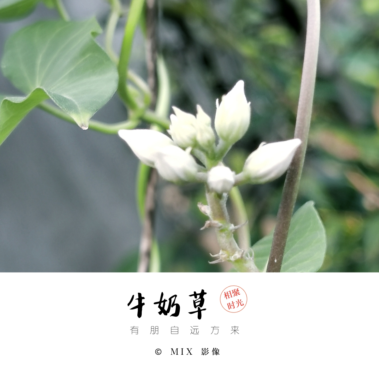 初相遇(牛奶草)《首发》