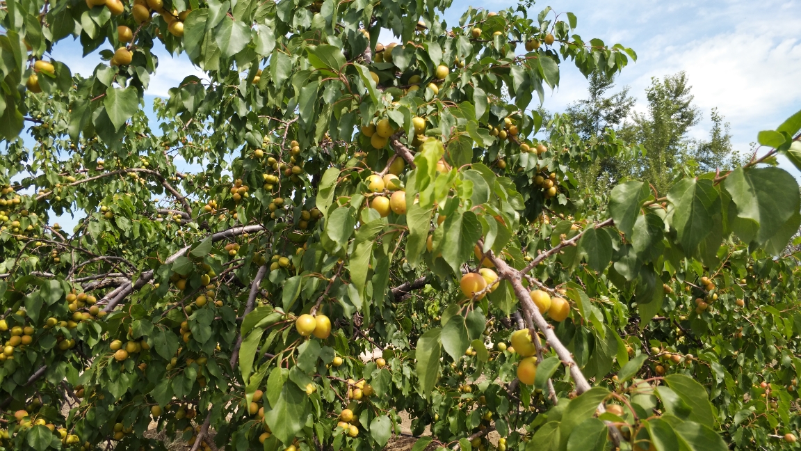 巩留县城街道人行道,榆树遮天,浓荫匝地,避暑佳道.