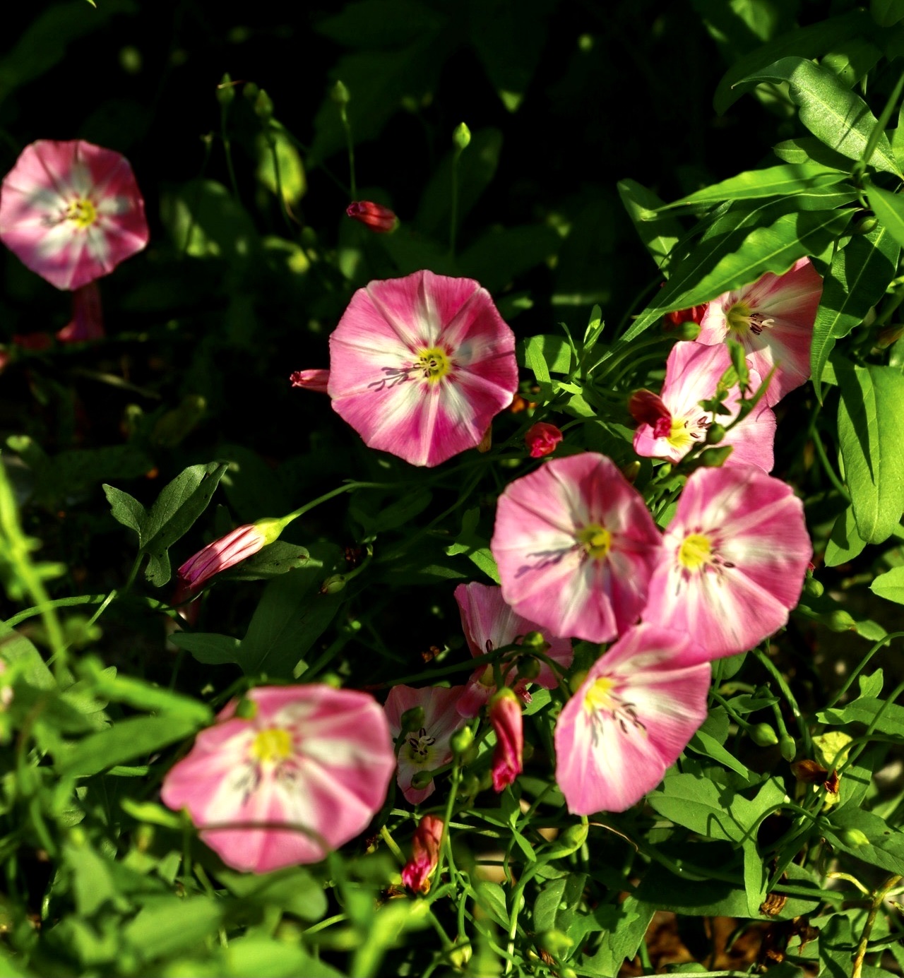 【首发】田旋花